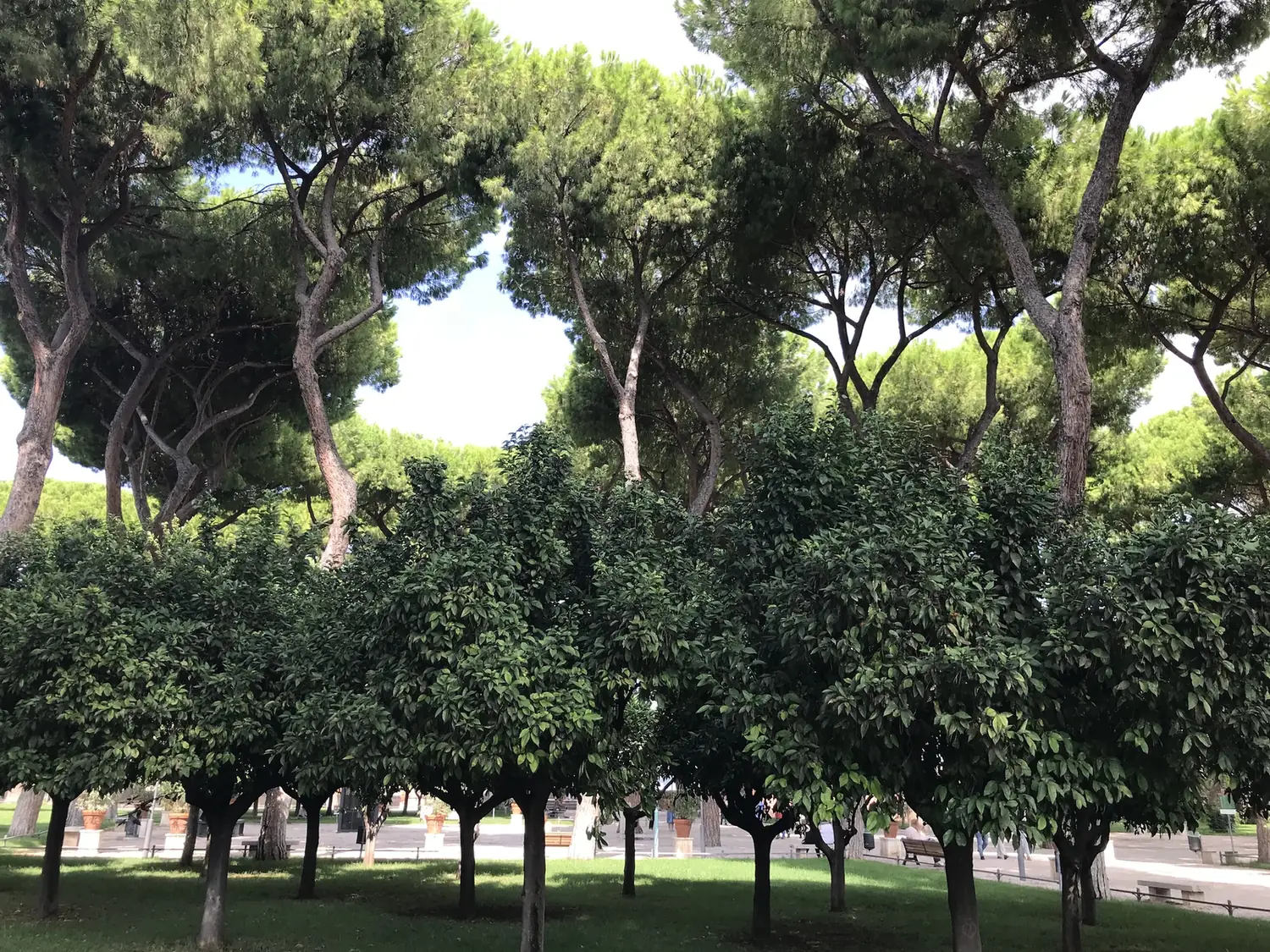 Rows of clipped orange trees and umbrella pines in the Orange Garden on the Aventine.