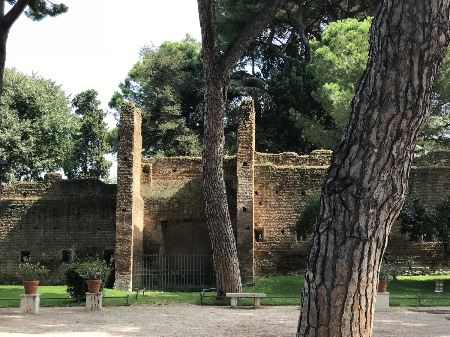 Medieval wall and a tall umbrella pine beside a lawn in the Orange Garden.