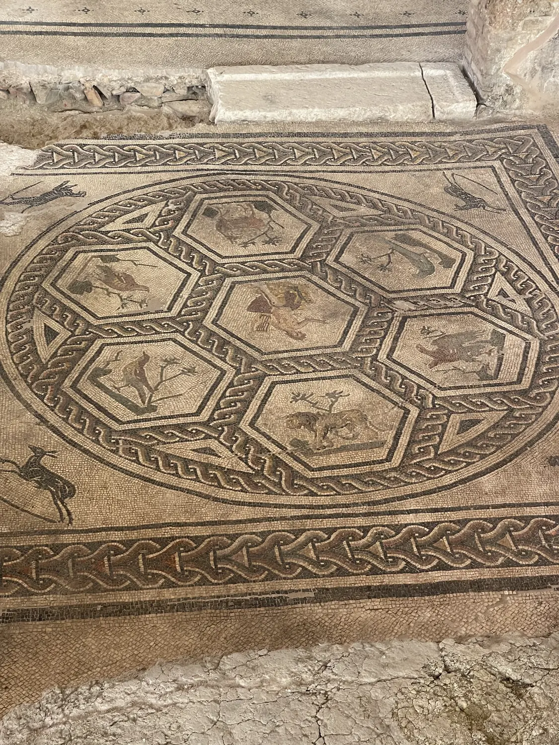 Roman mosaic floor of hexagons with an animal border at the Domus del Chirurgo