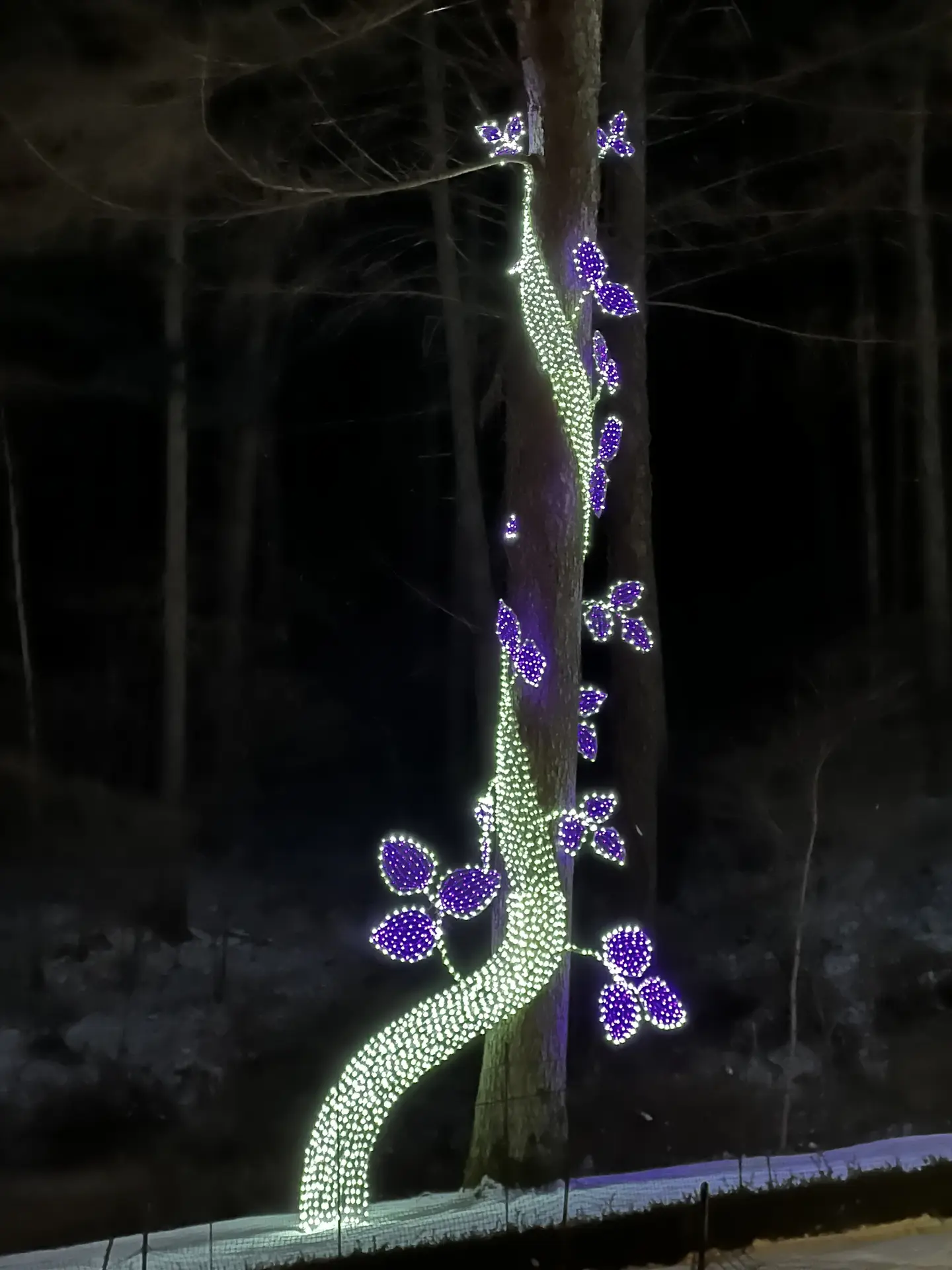 A tree trunk strung with purple blossom lights, Garden of Morning Calm