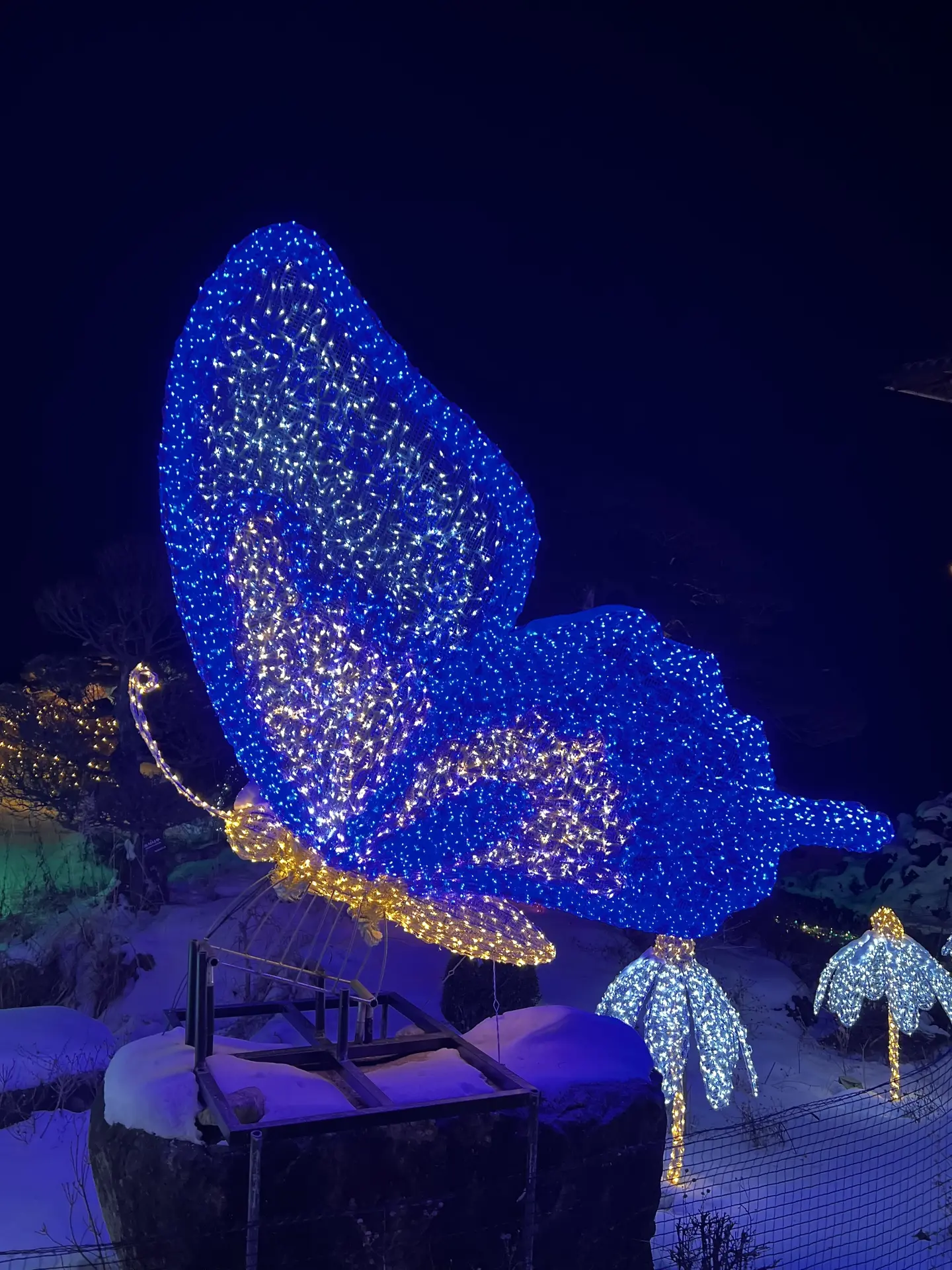 An azure illuminated butterfly glowing on a dark hillside, Garden of Morning Calm