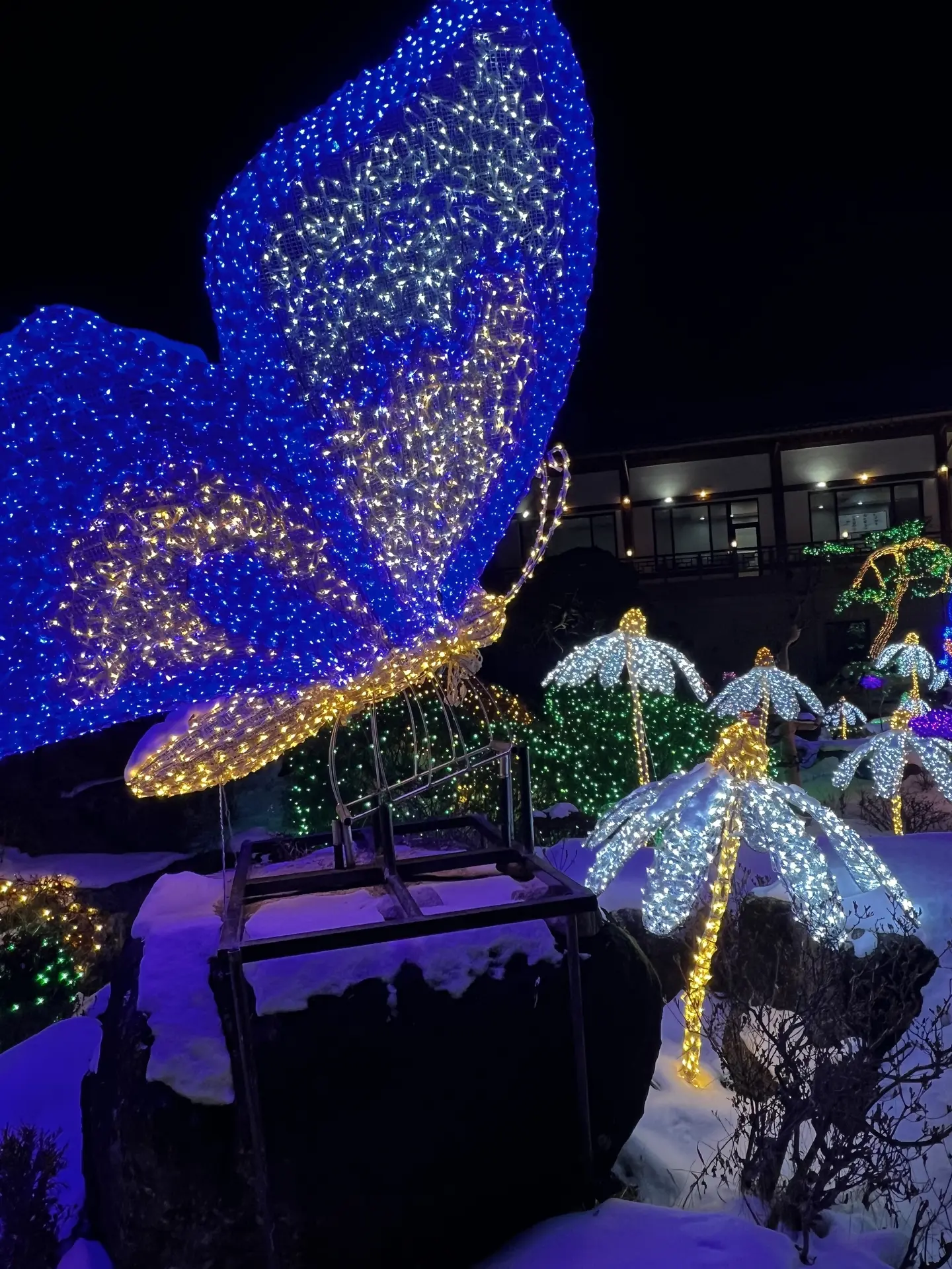 A large blue illuminated butterfly above snowy garden beds, Garden of Morning Calm