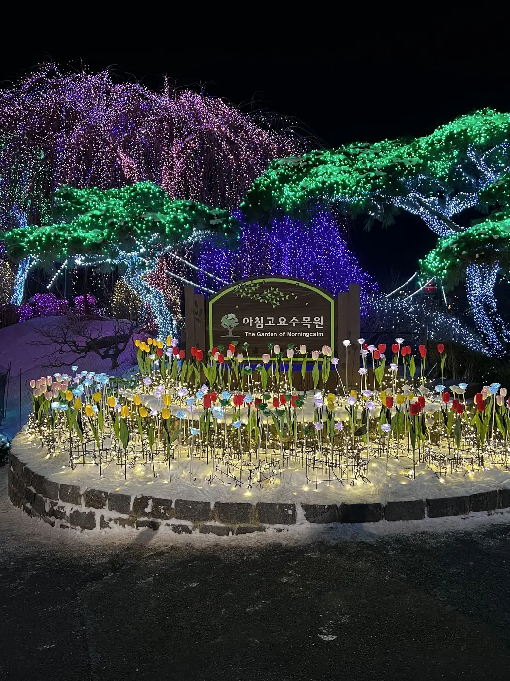 Illuminated tulips and trees at the entrance to the Garden of Morning Calm festival