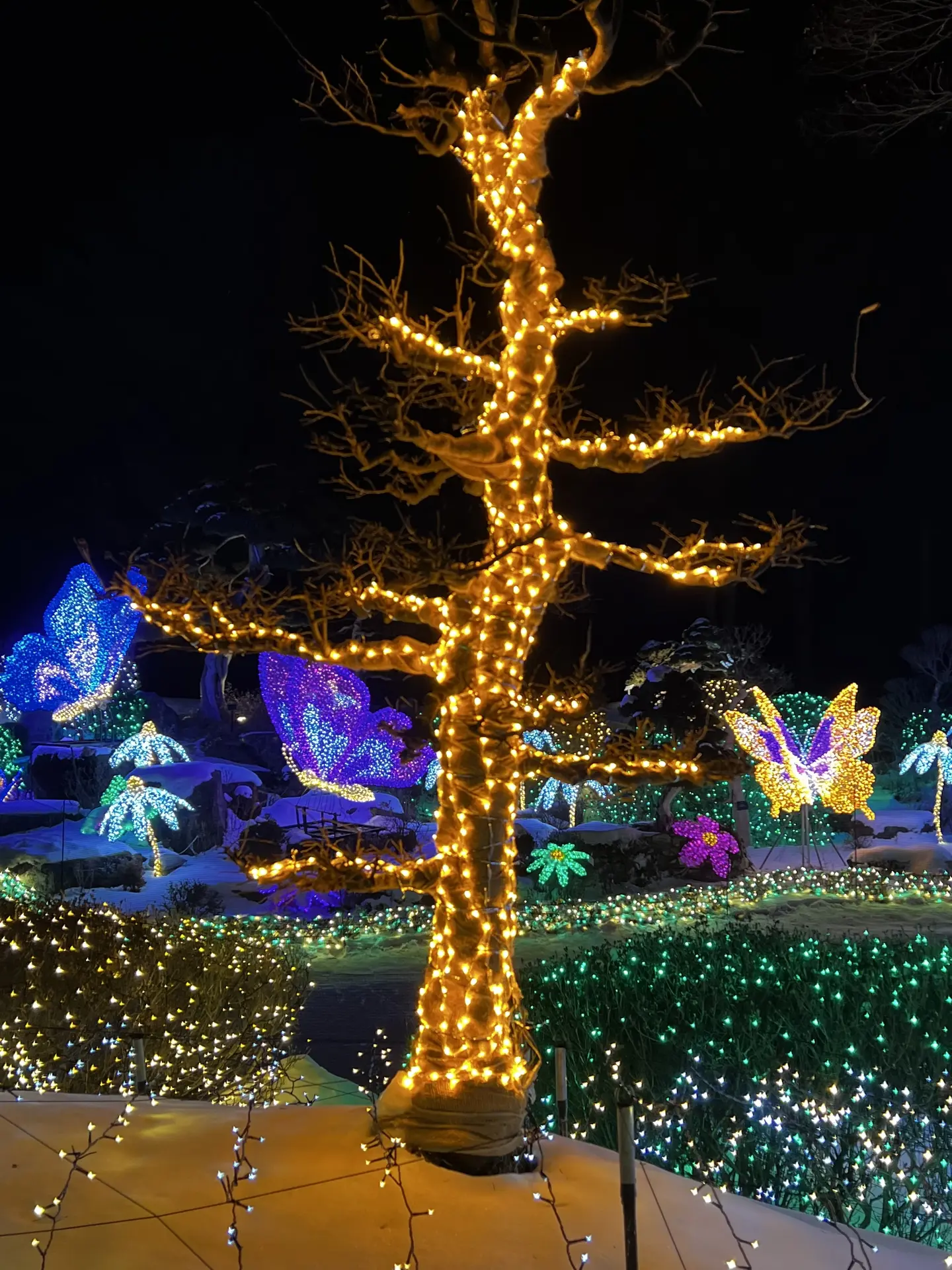 A tree wrapped in warm golden lights at the Garden of Morning Calm