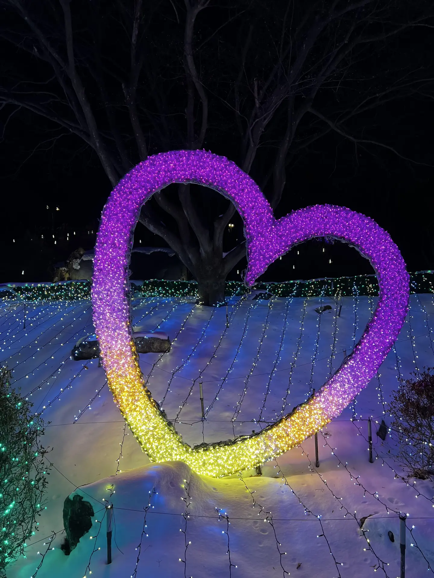 A large glowing gold and pink heart of lights framing trees, Garden of Morning Calm