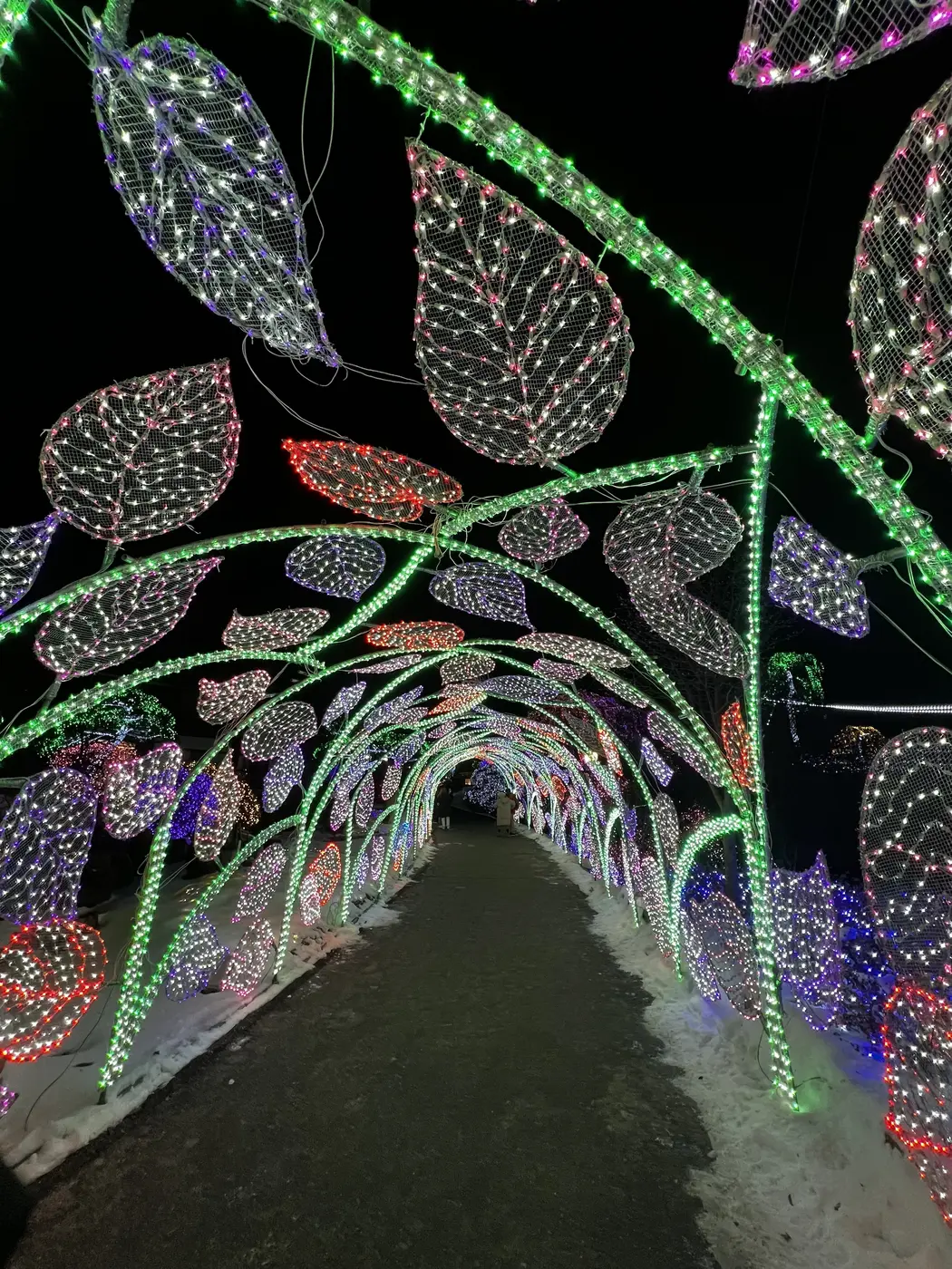 An arched tunnel of light-formed vines and leaves, Garden of Morning Calm