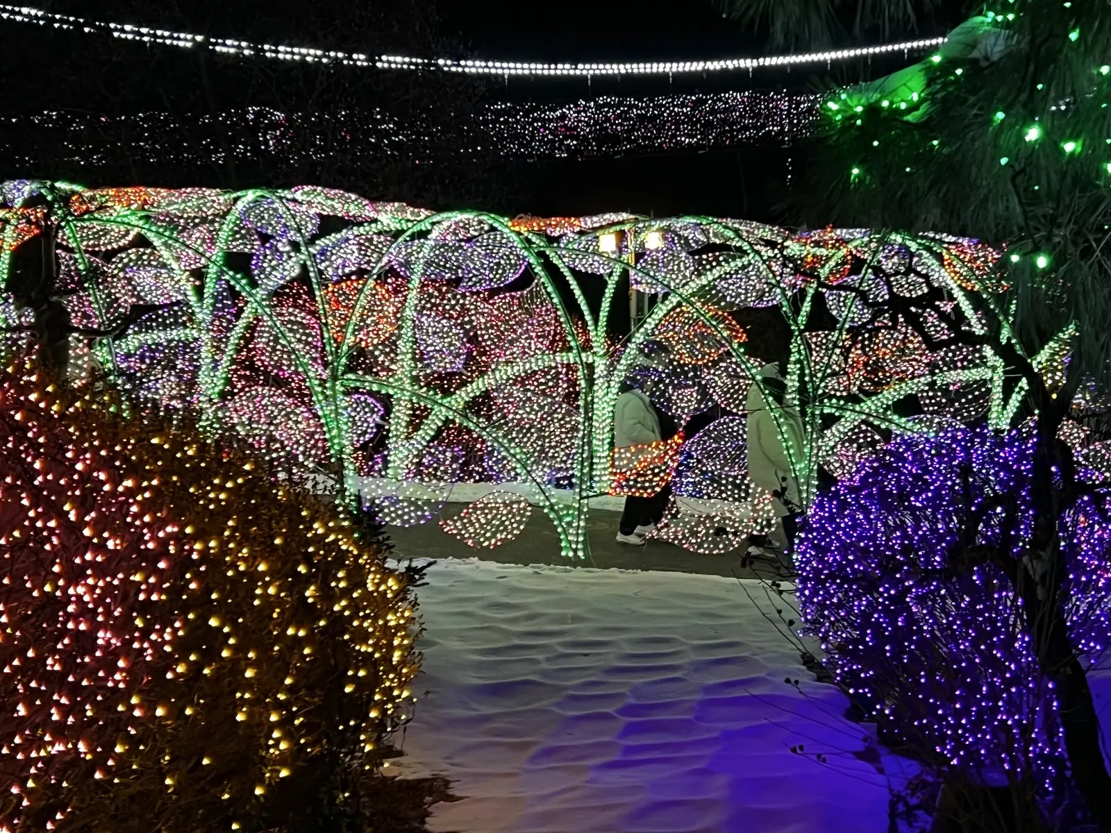 Curving beds of colored lights across the Garden of Morning Calm at night