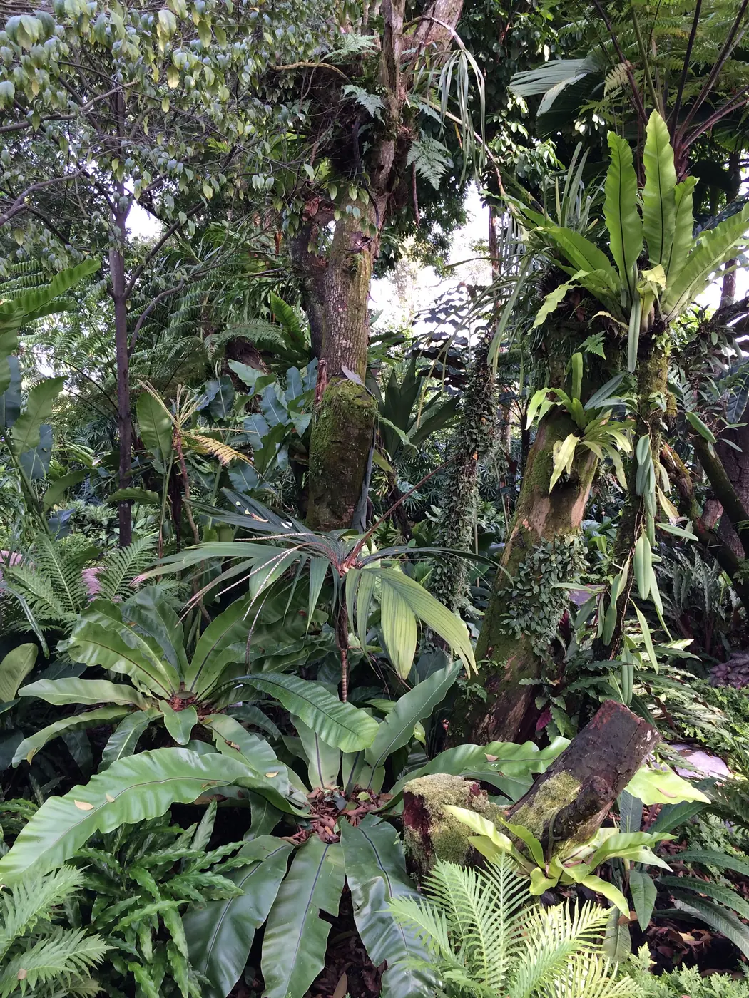 Tall rainforest trees and canopy in the Singapore Botanic Gardens