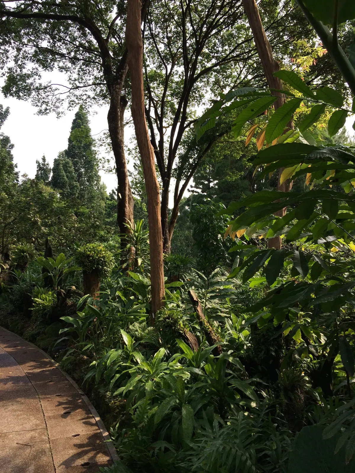 A shaded path winding through the greenery of the Singapore Botanic Gardens