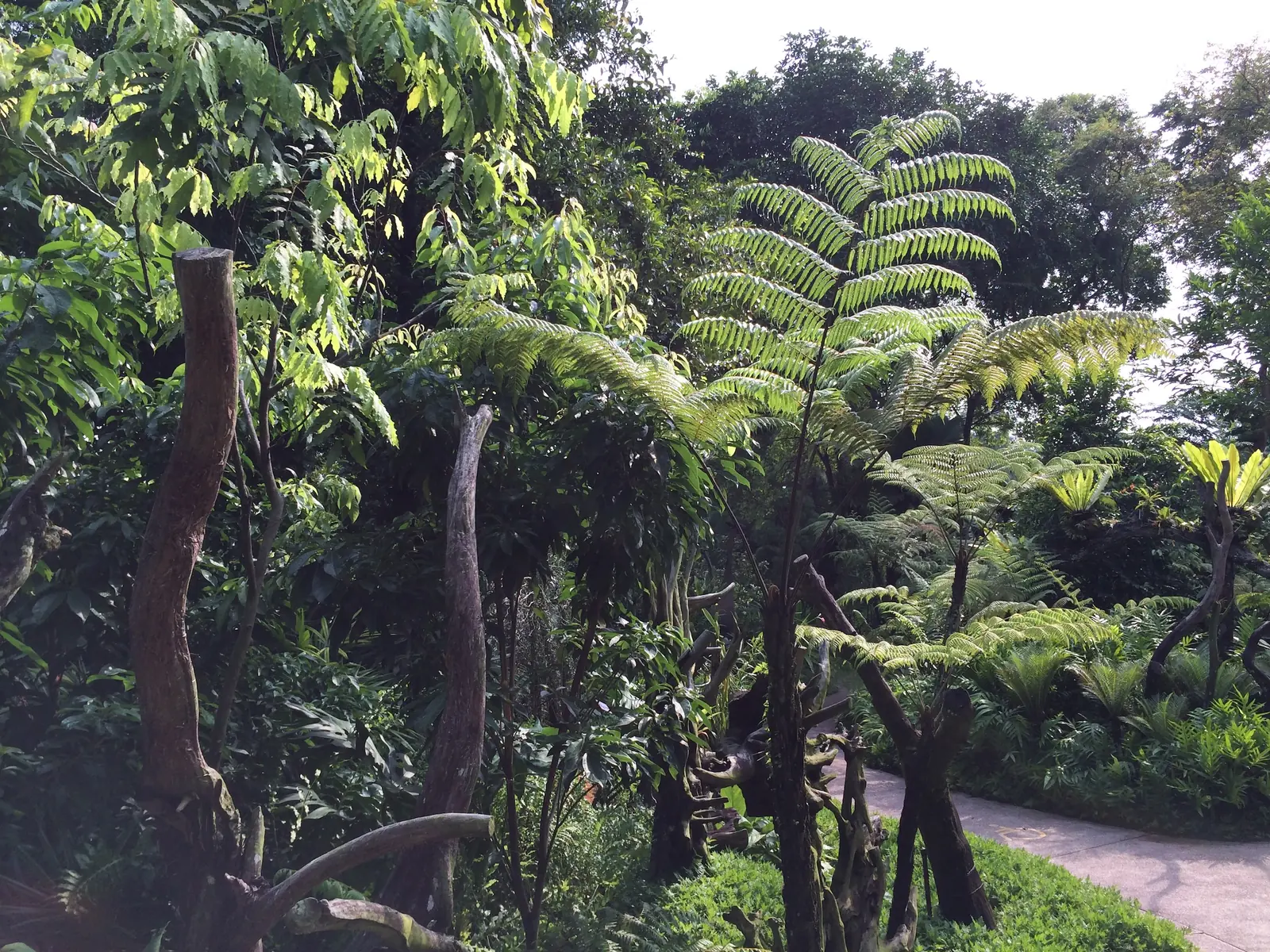 Dense tropical rainforest inside the Singapore Botanic Gardens