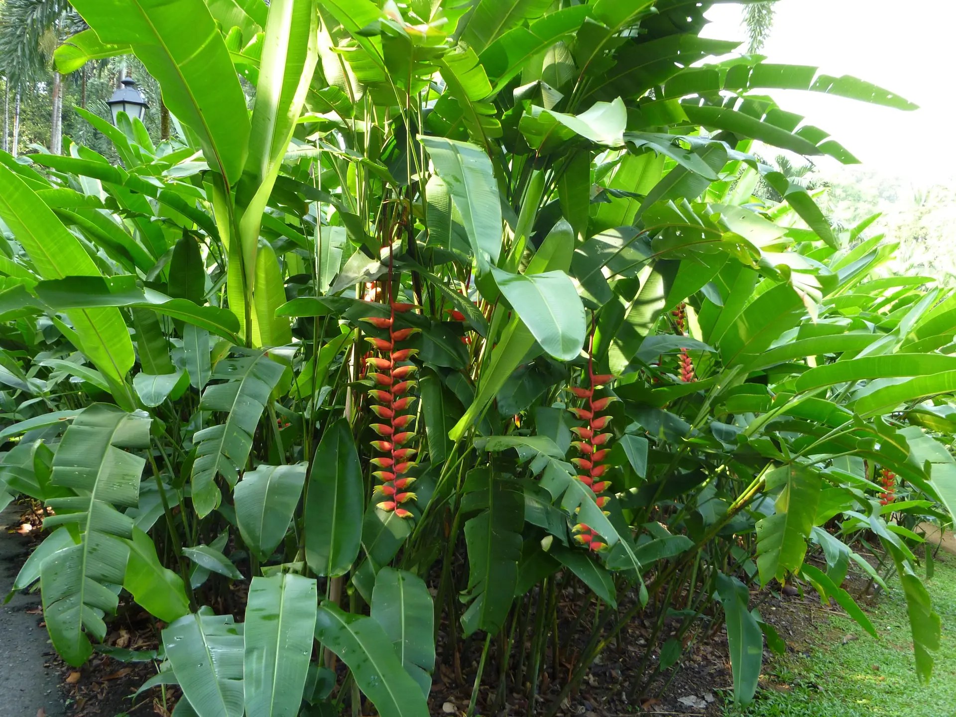 Red hanging heliconia flowers among banana leaves in the Ginger Garden
