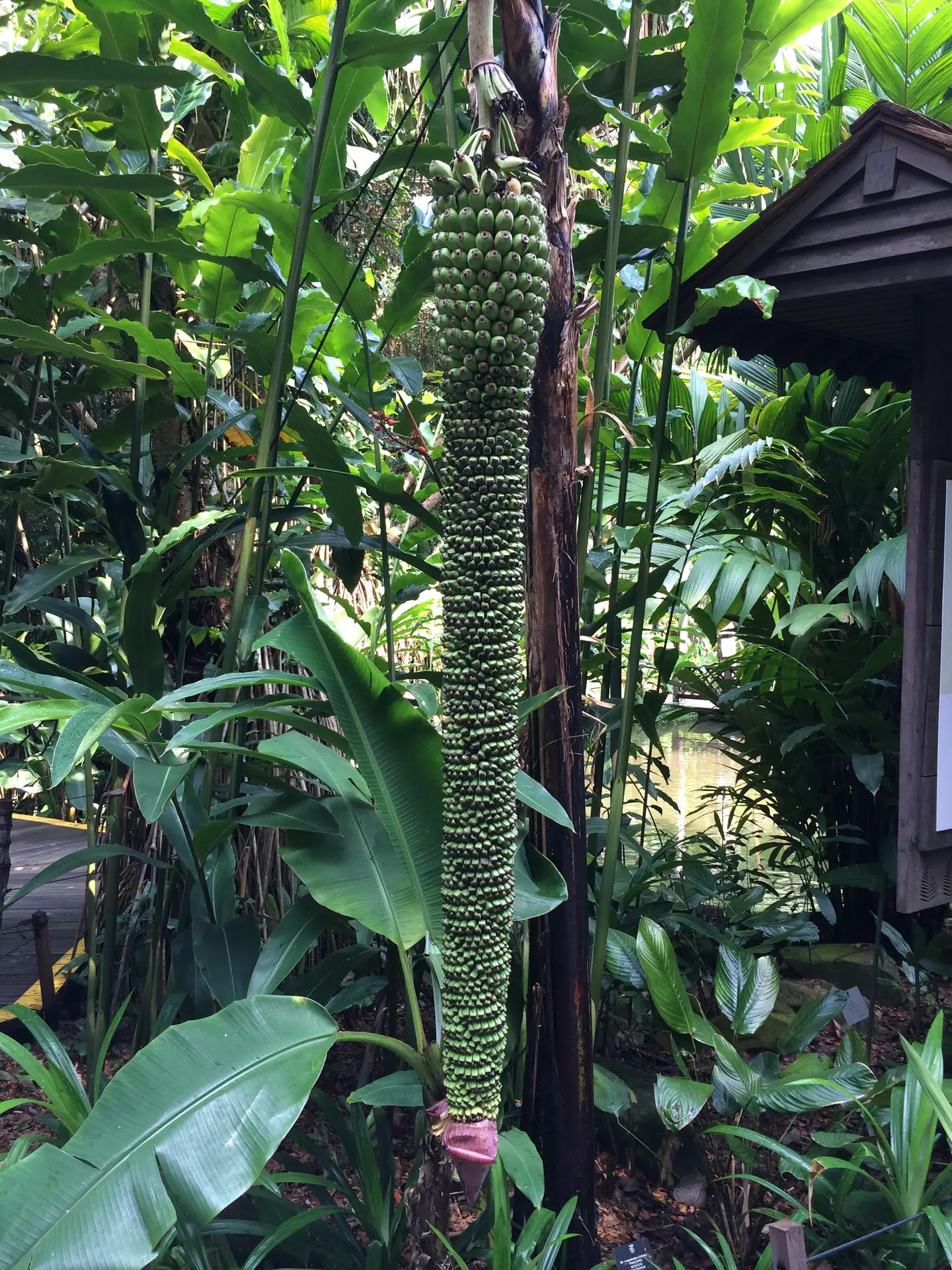 A long hanging flower spike among tropical foliage in the Singapore Botanic Gardens