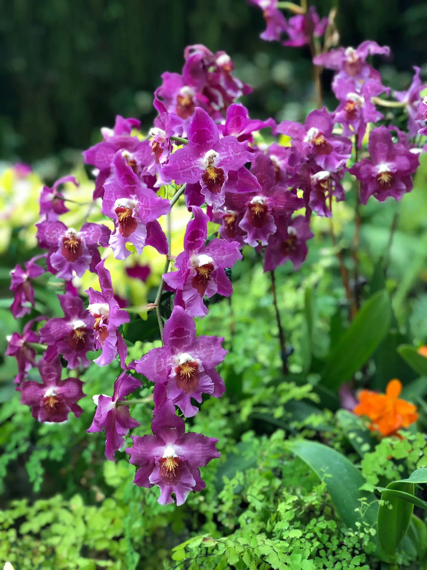 Deep purple and magenta orchids in bloom at the National Orchid Garden in Singapore