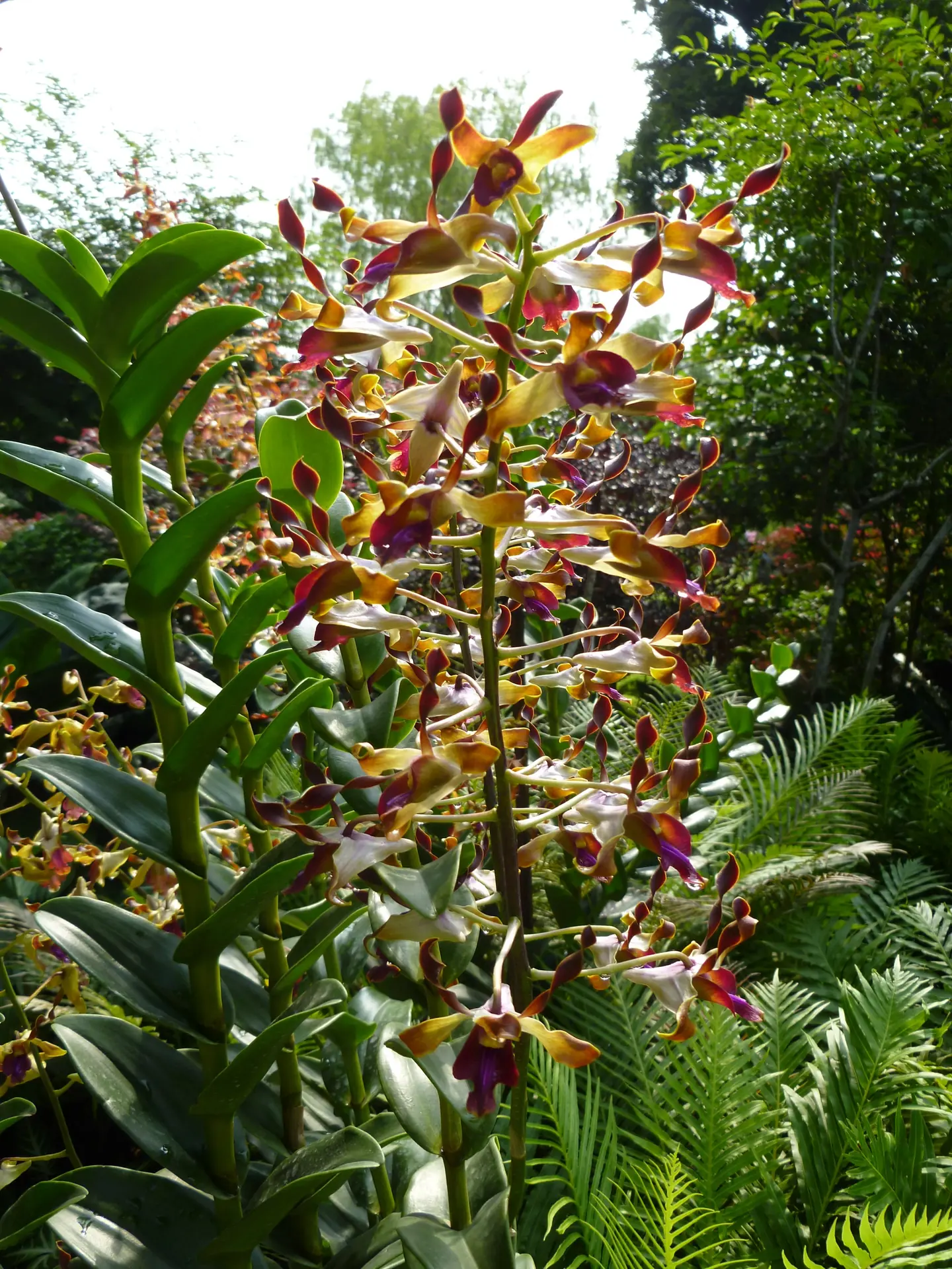 A tall dendrobium orchid in bronze and wine colors