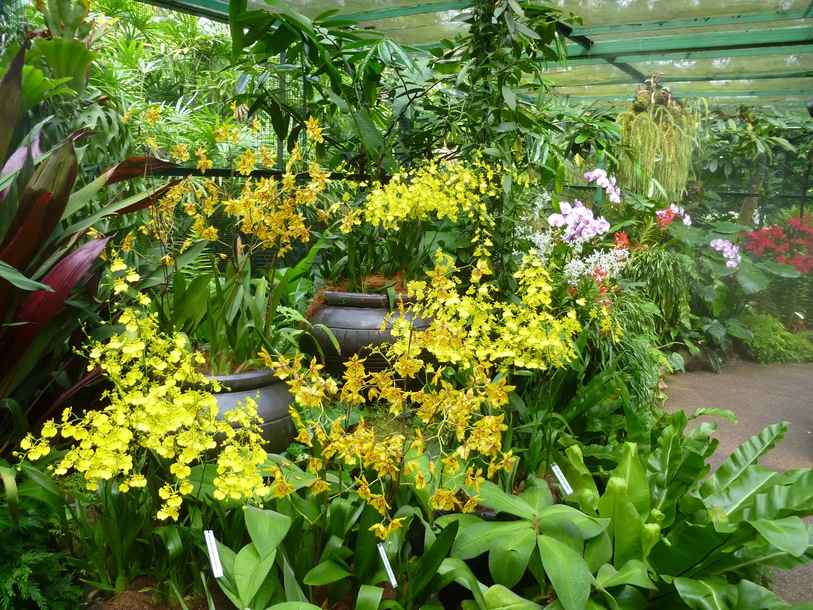 Cascades of yellow oncidium golden shower orchids in a display house
