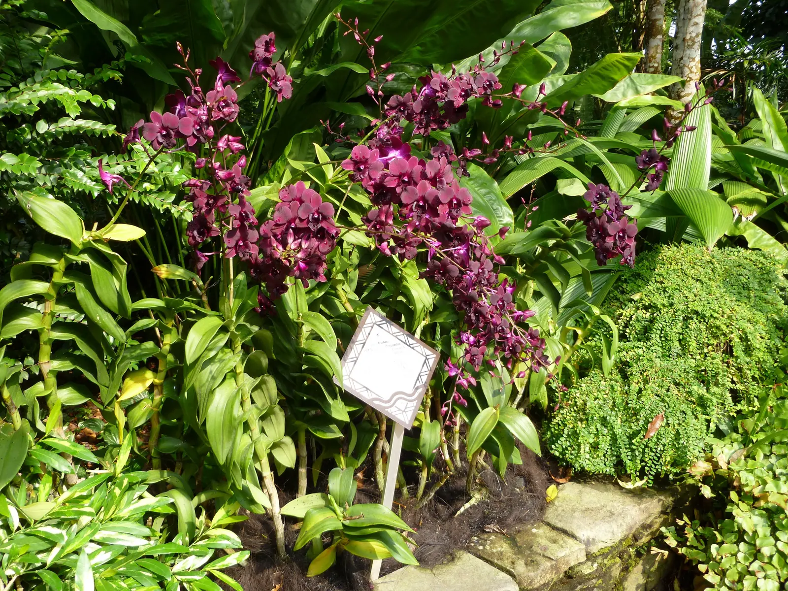 A bed of magenta dendrobium orchids in the National Orchid Garden