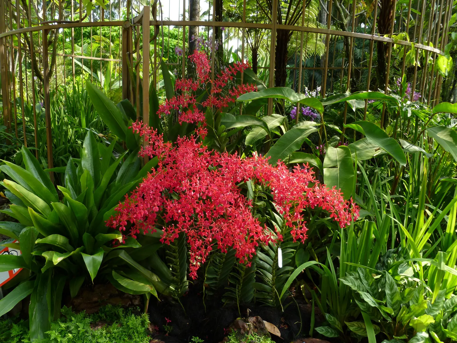 Bright red orchids blooming in a bed at the National Orchid Garden