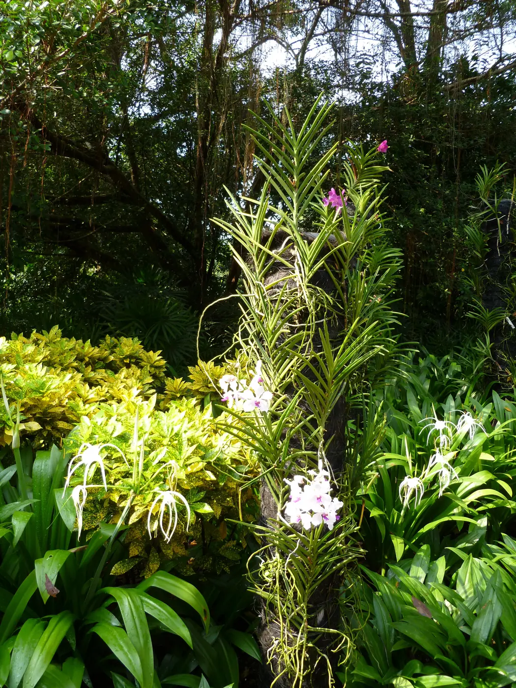White spider orchids arching over greenery in the garden