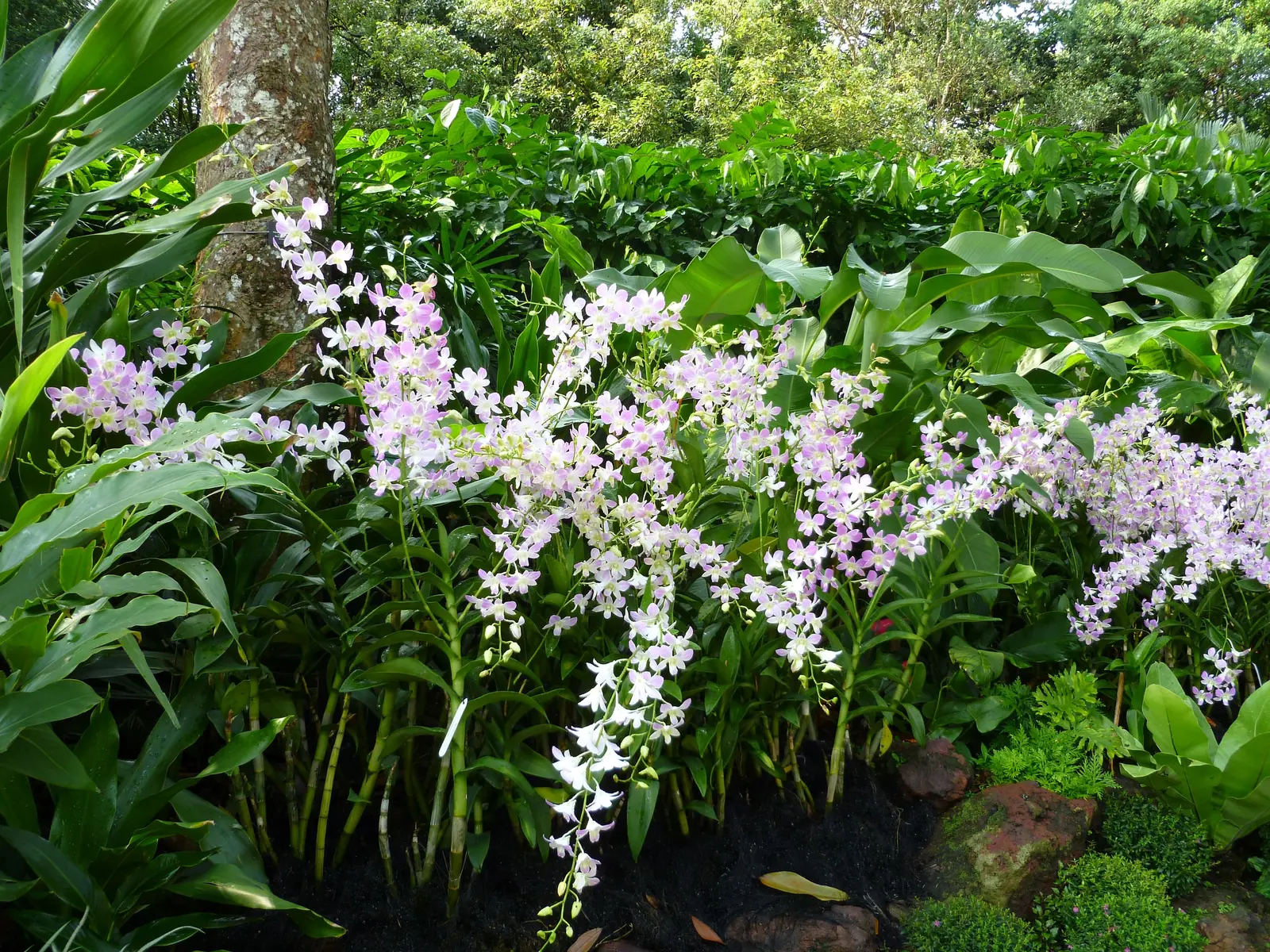 A bank of white orchids in bloom in the National Orchid Garden