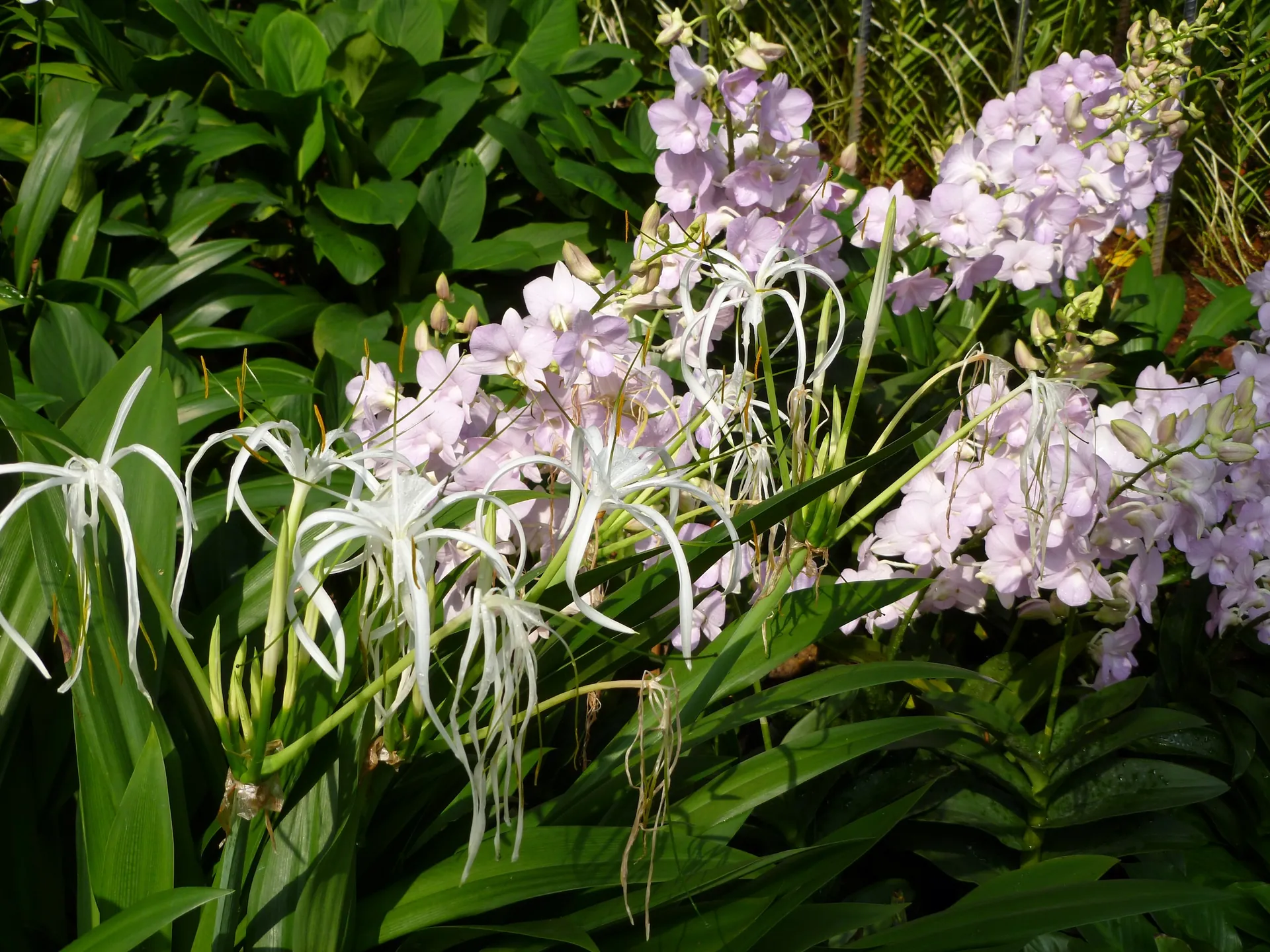 White spider lilies blooming among tropical foliage in the Botanic Gardens