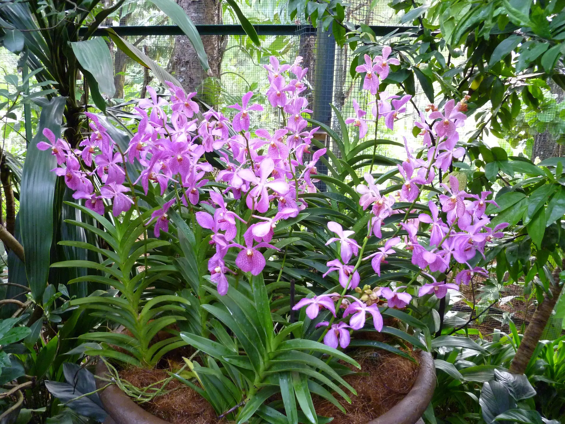 A potted vanda orchid with sprays of pink flowers