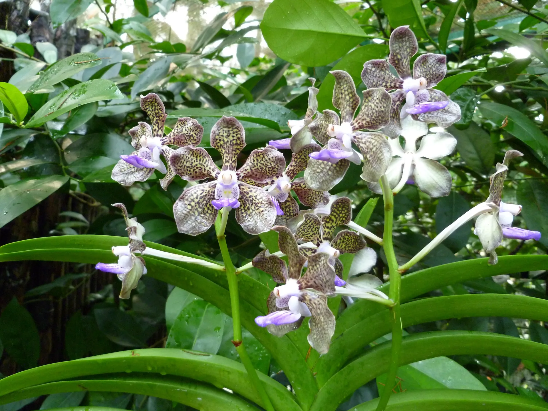 Close-up of a spotted vanda orchid with brown-freckled petals and a violet lip