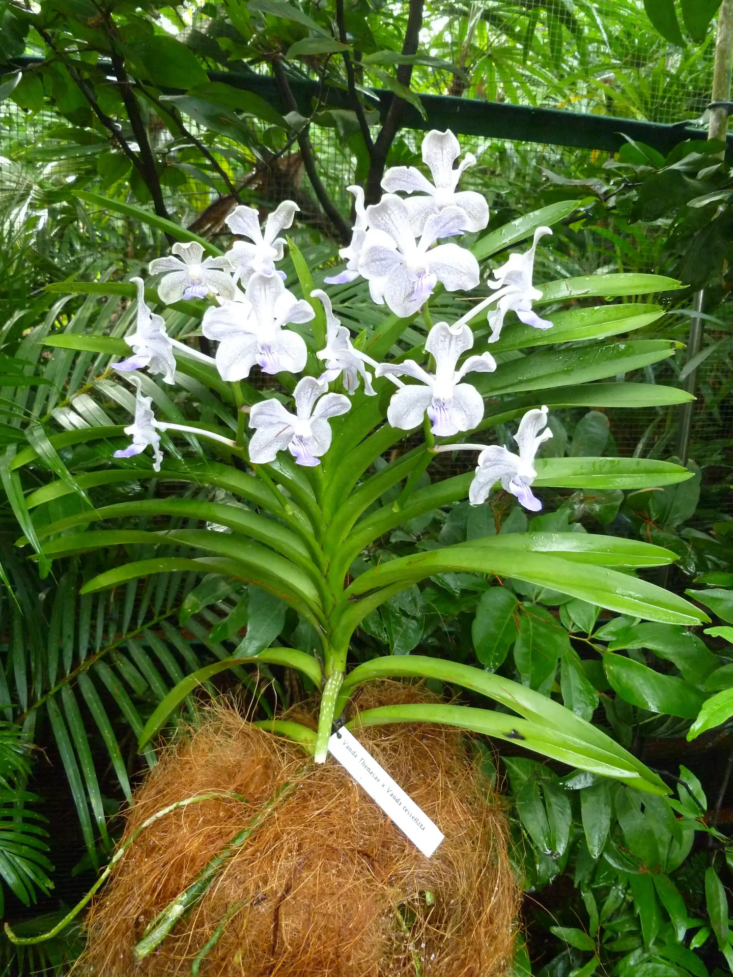 A white vanda orchid mounted on coconut husk with exposed roots