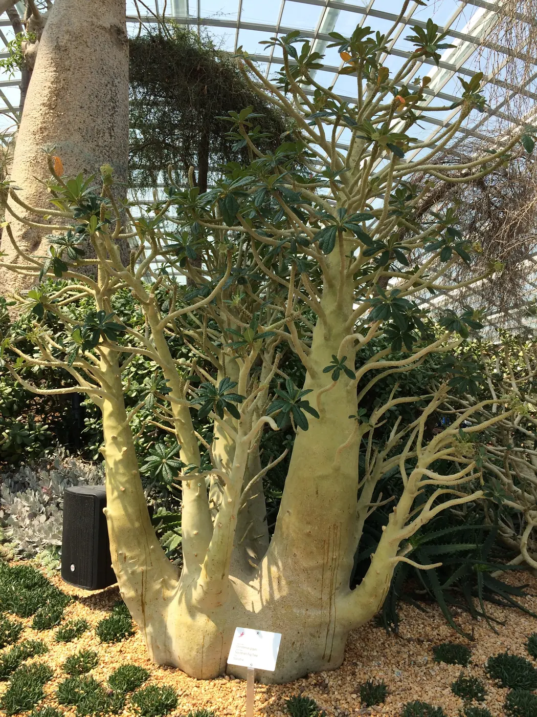 A swollen-trunked bottle tree in the Flower Dome at Gardens by the Bay
