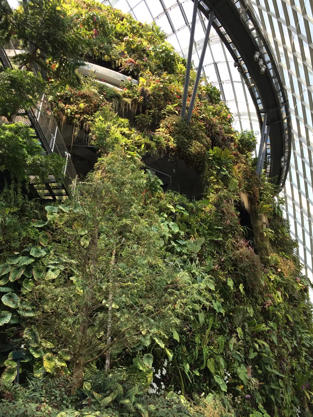 The green Cloud Forest mountain covered in ferns and flowering plants under a glass dome