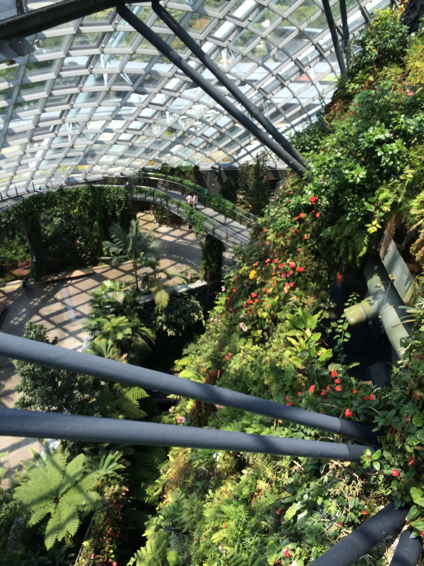 An elevated walkway circling the planted Cloud Forest mountain