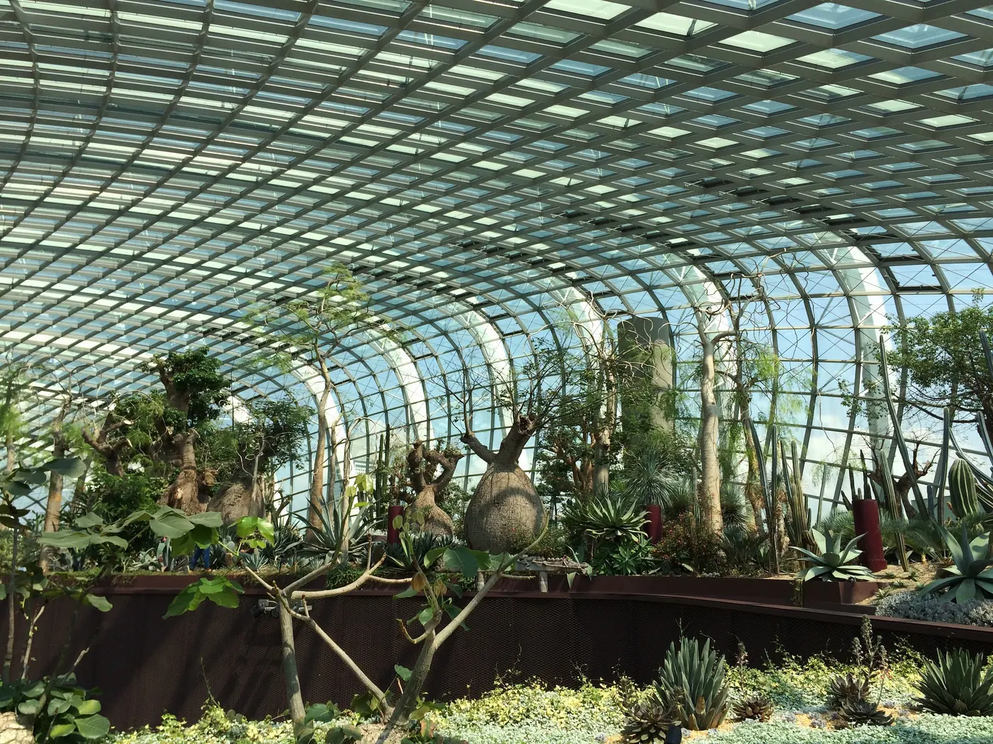 The vast glass roof and steel ribs of the Flower Dome conservatory at Gardens by the Bay