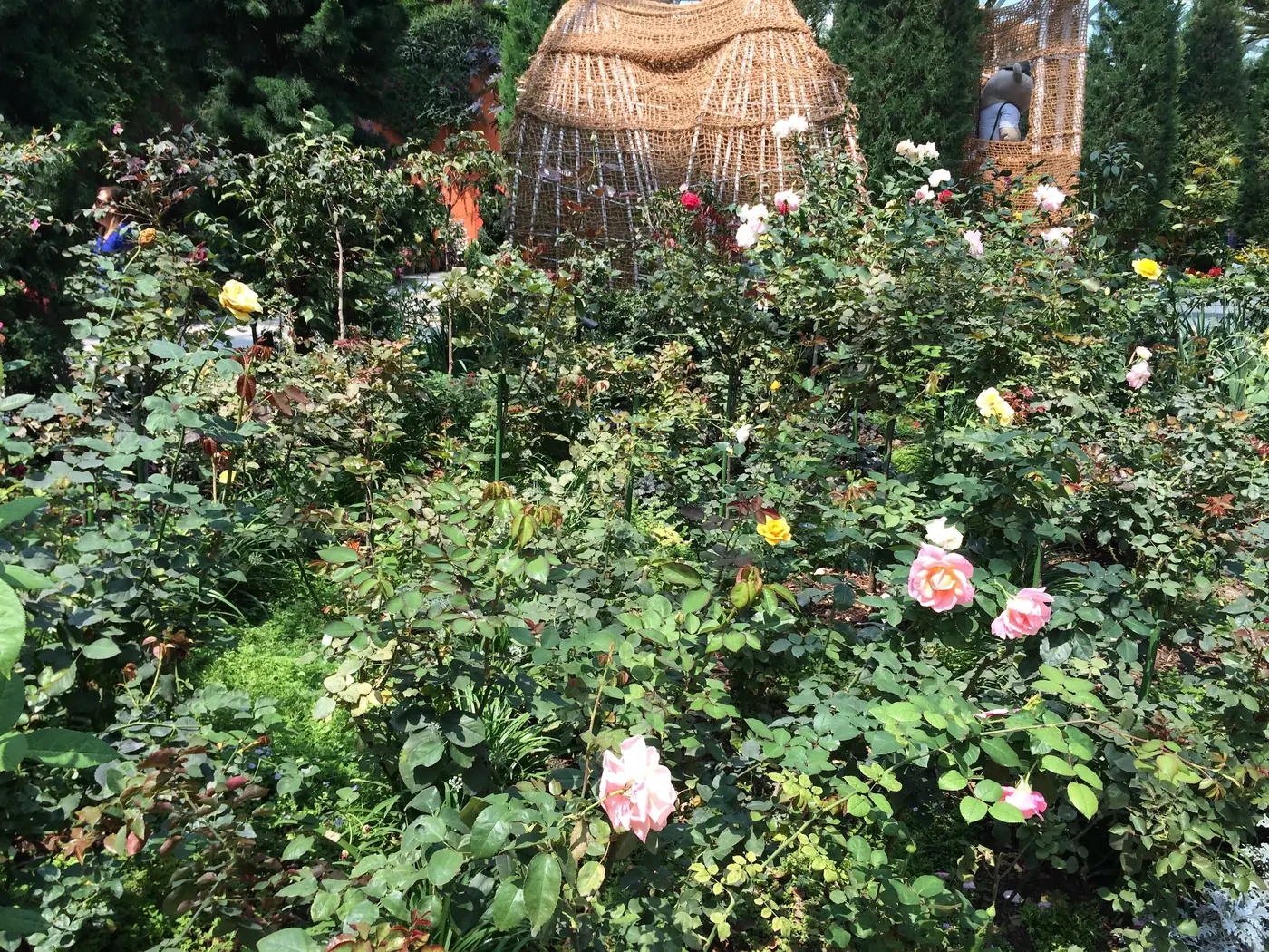 A seasonal display of roses and a woven basket in the Flower Dome flower field