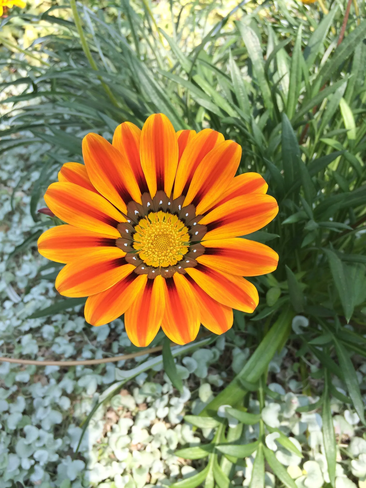 A bright orange gazania flower in bloom in the Flower Dome