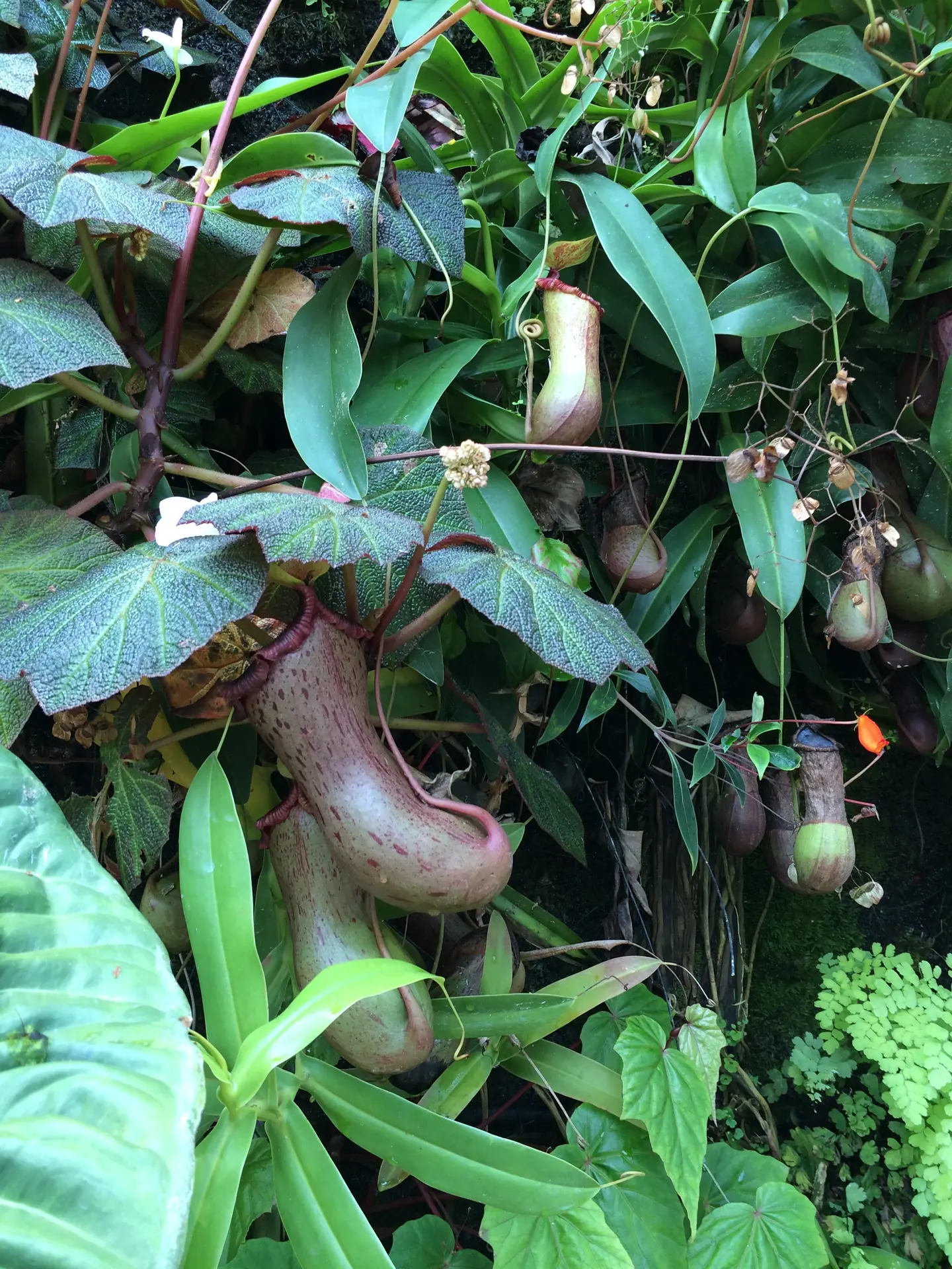 Hanging pitcher plants growing on the Cloud Forest wall
