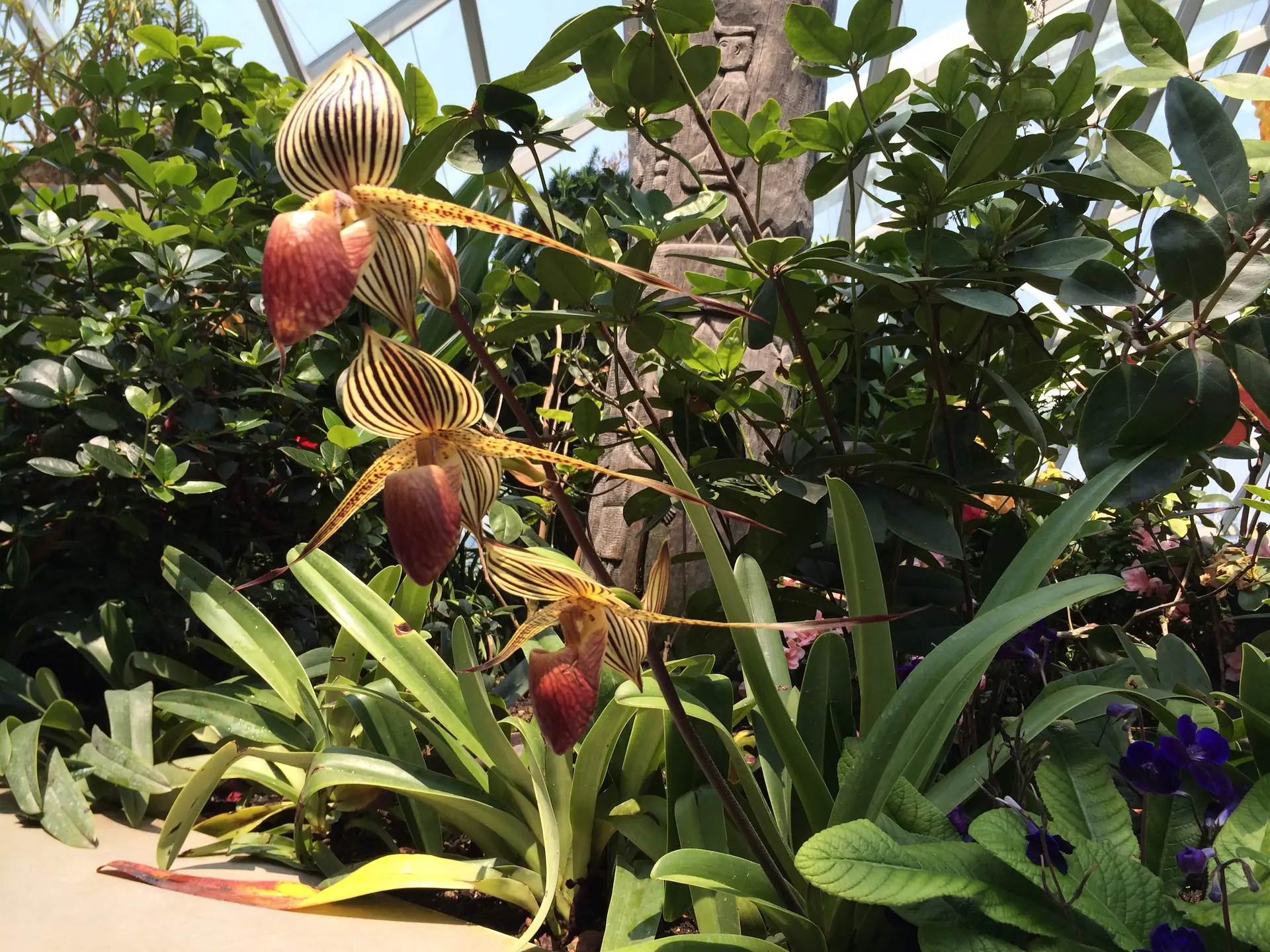 A slipper orchid in bloom against the Cloud Forest planting