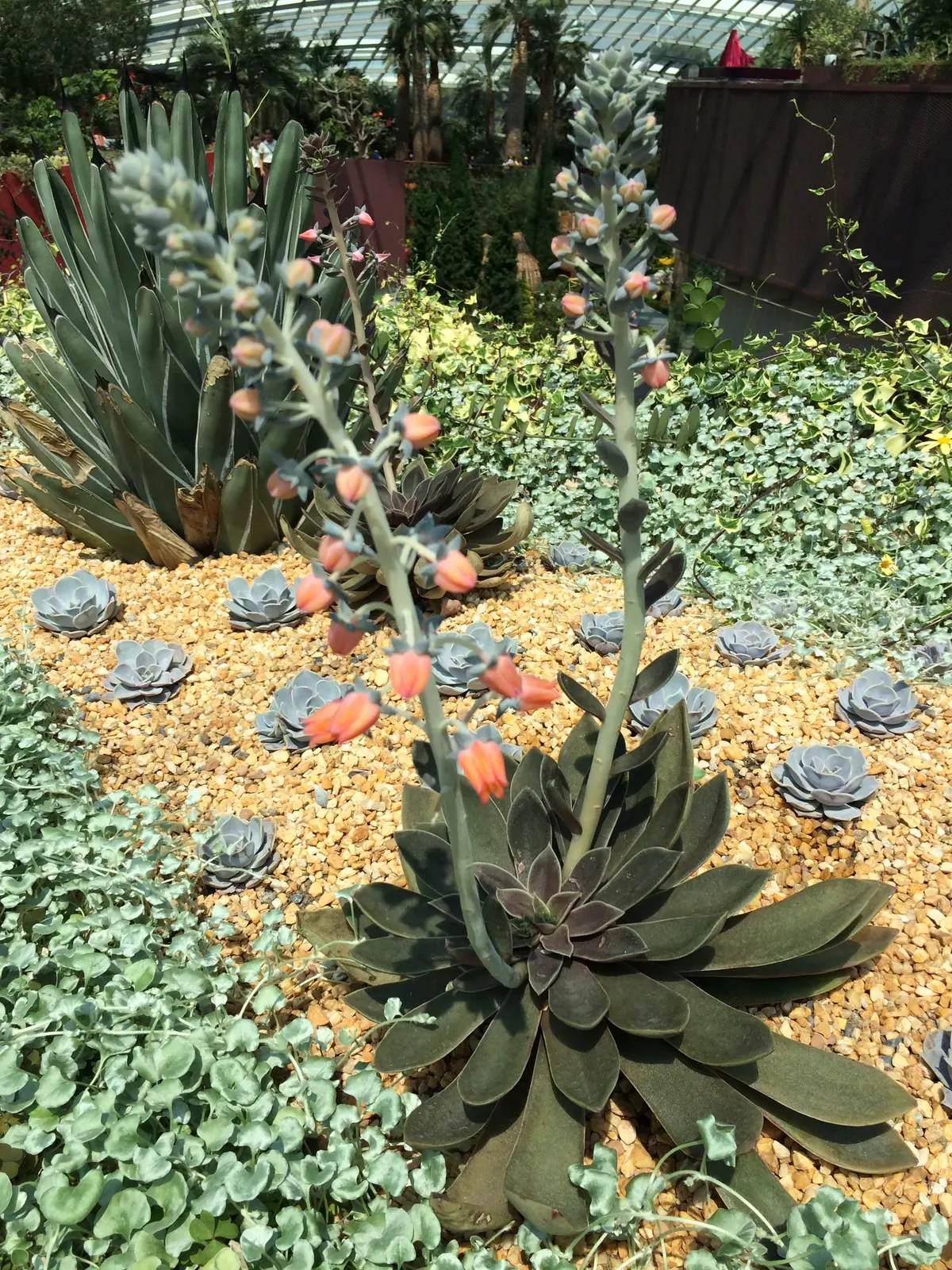 A bed of aloes and succulents in the Flower Dome
