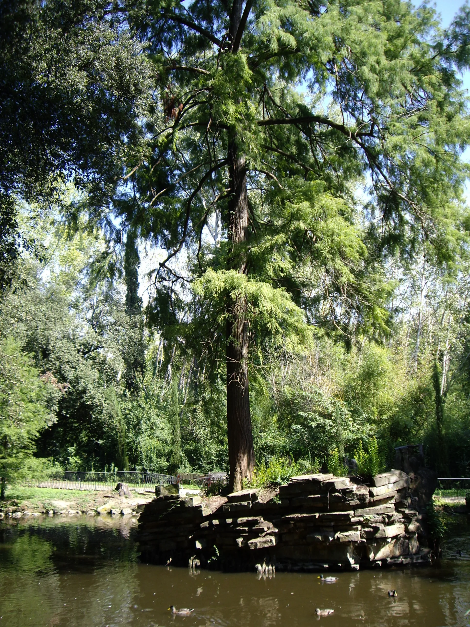 A cypress standing over the water at the edge of the Stibbert lake