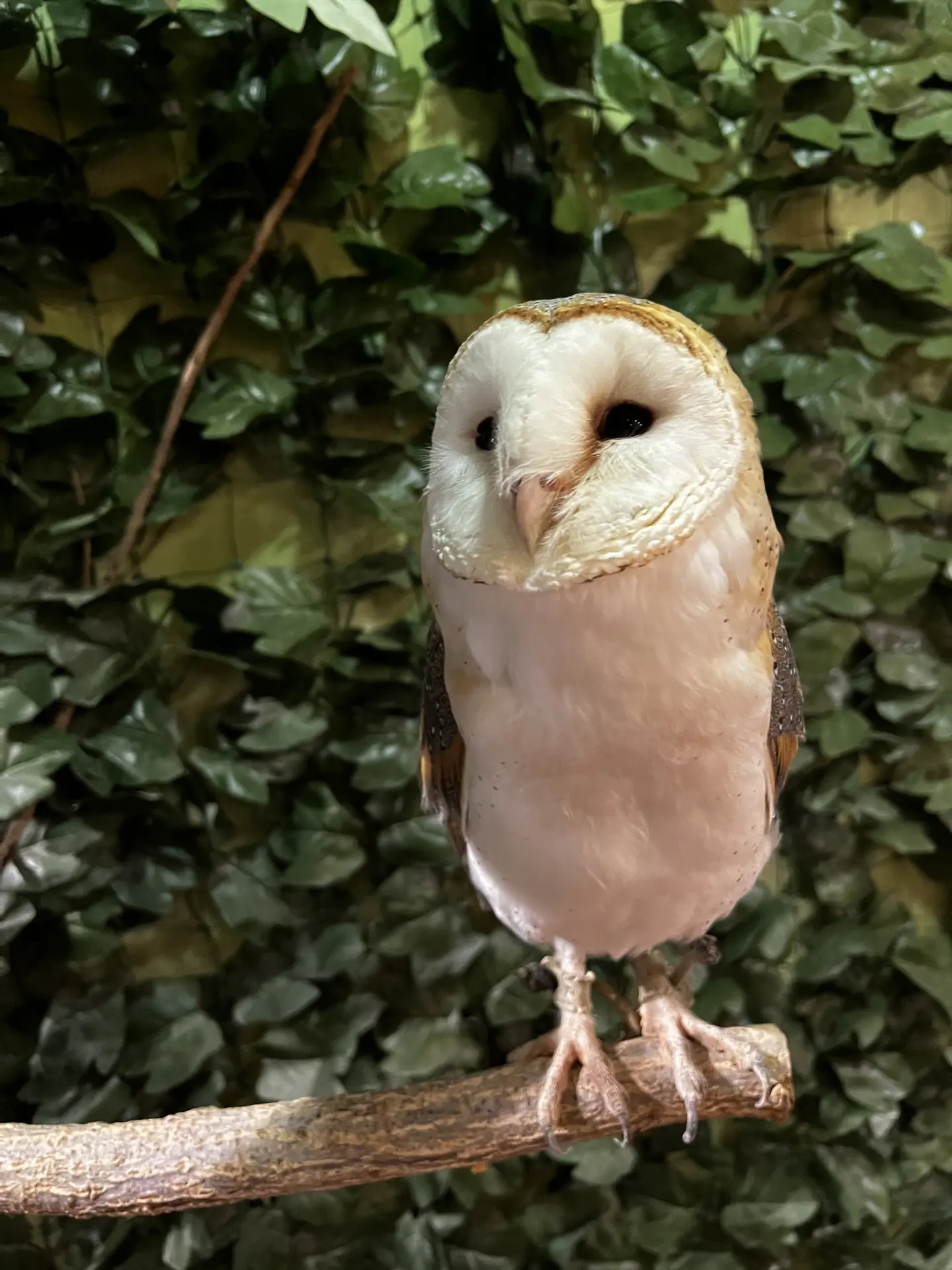Heart-faced barn owl perched on a branch at a Tokyo owl cafe