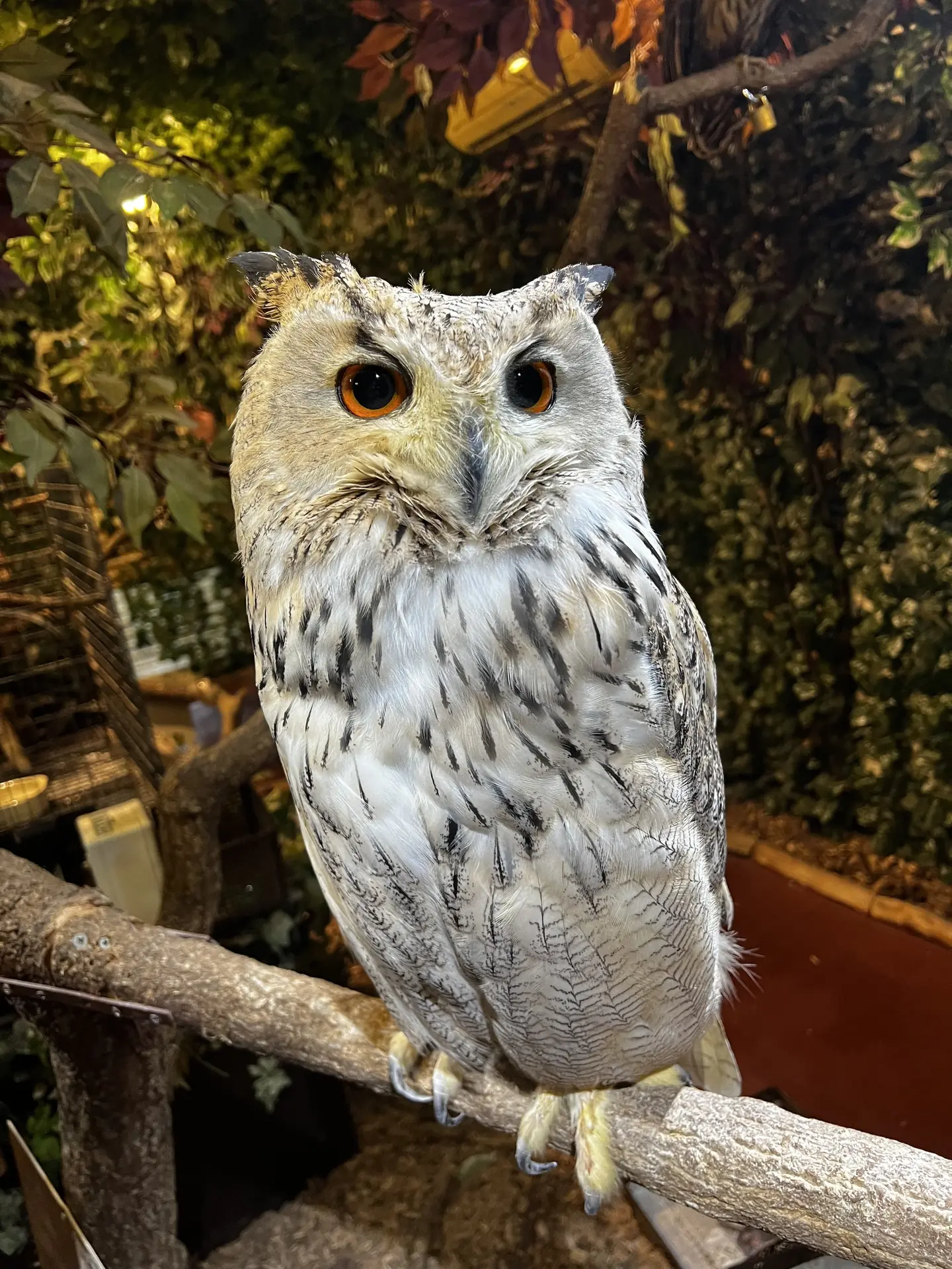 Close-up of a wide-eyed owl perched at a Tokyo owl cafe