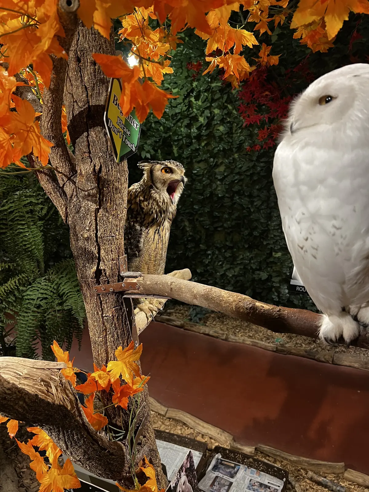 A calling owl beside a snowy owl among autumn maple decor at a Tokyo owl cafe