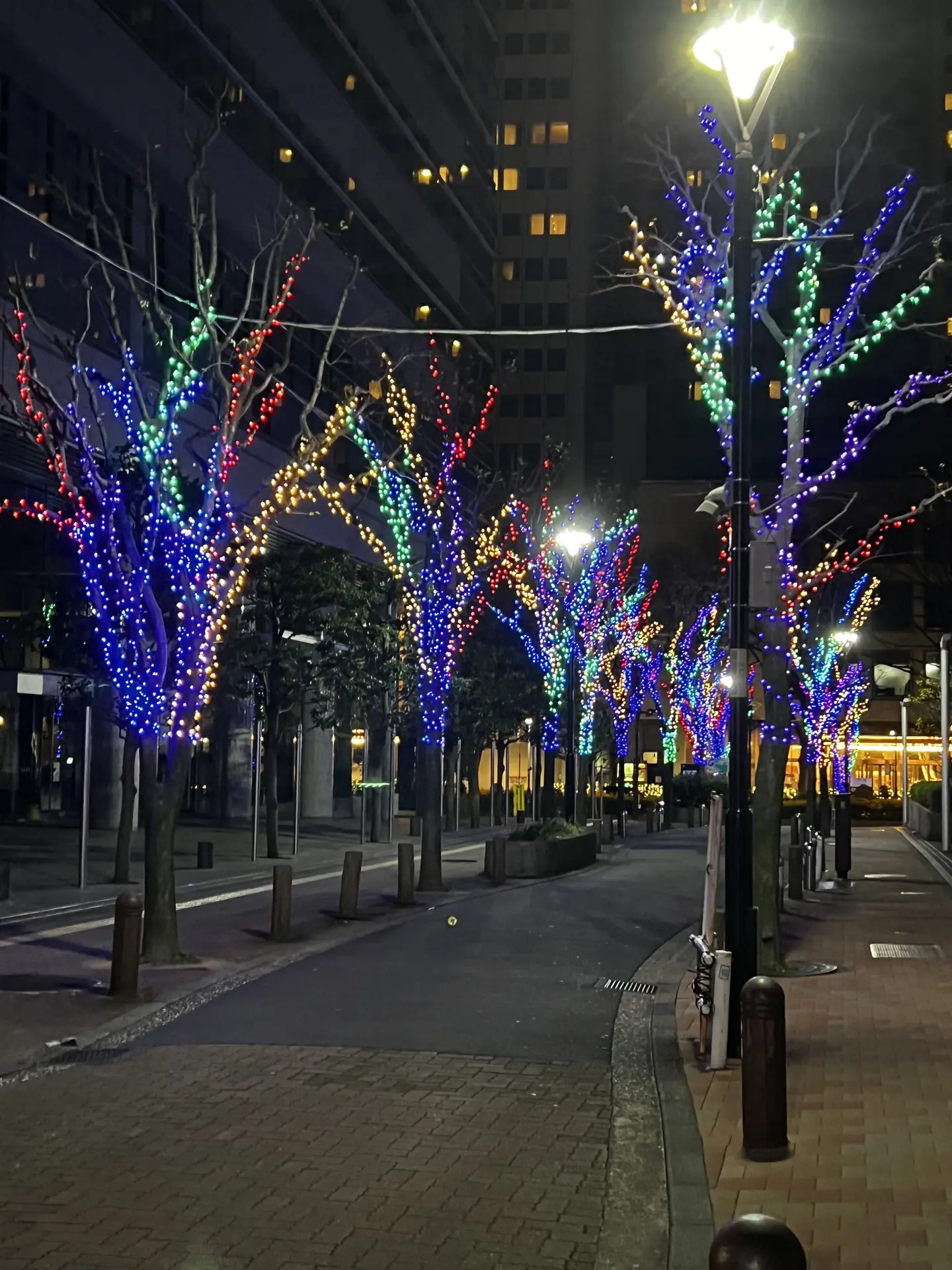 Tokyo street trees wrapped in blue and gold winter illumination at night