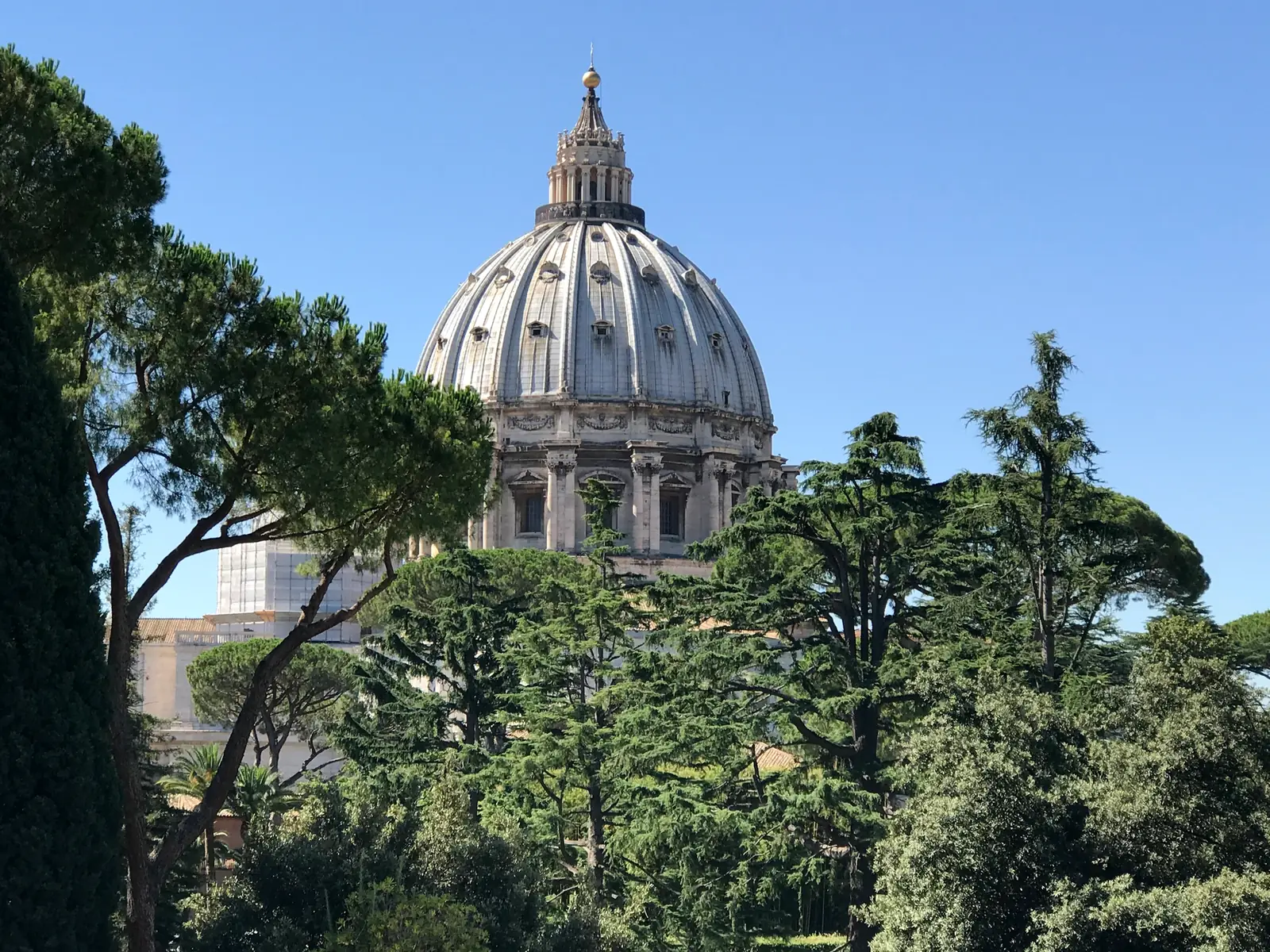 The dome of St. Peter's Basilica rising above umbrella pines in the Vatican Gardens.