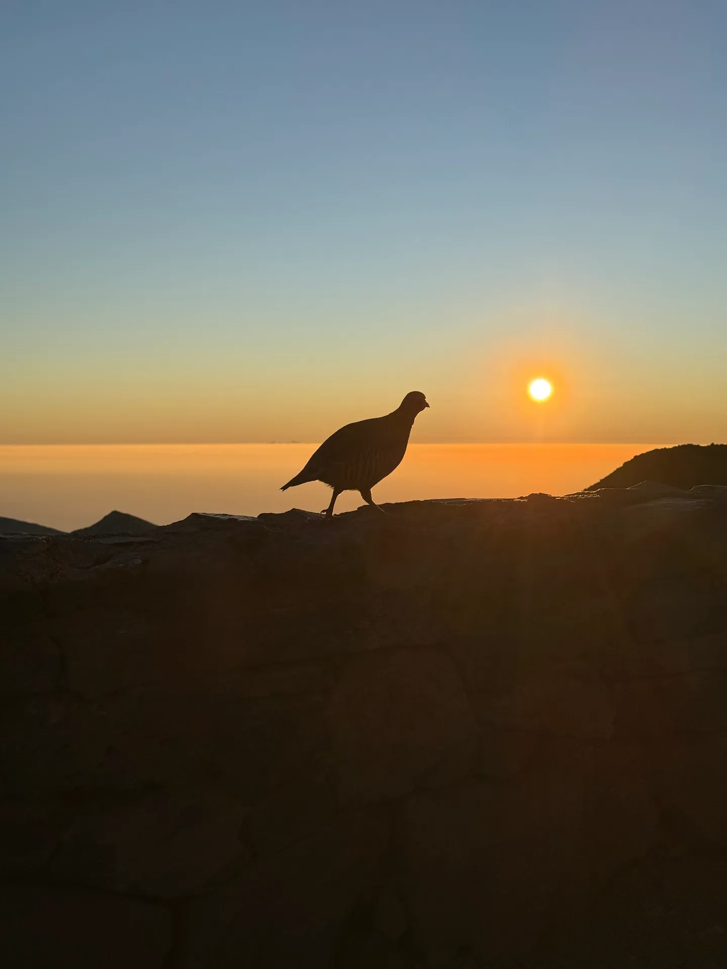 Chukar silhouetted on a rock wall against the rising sun