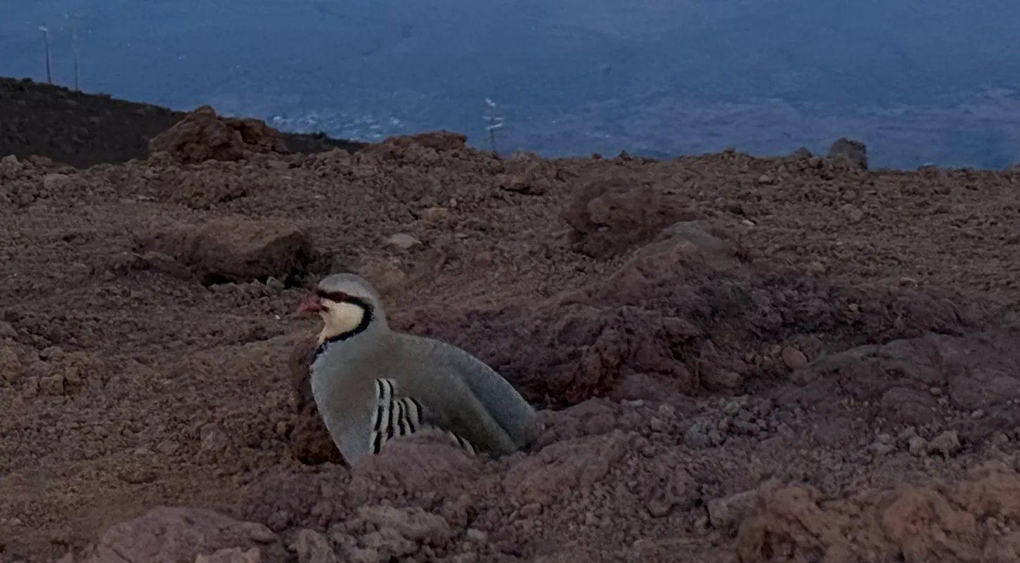 Chukar with a red bill and barred flanks standing on red cinder near the summit