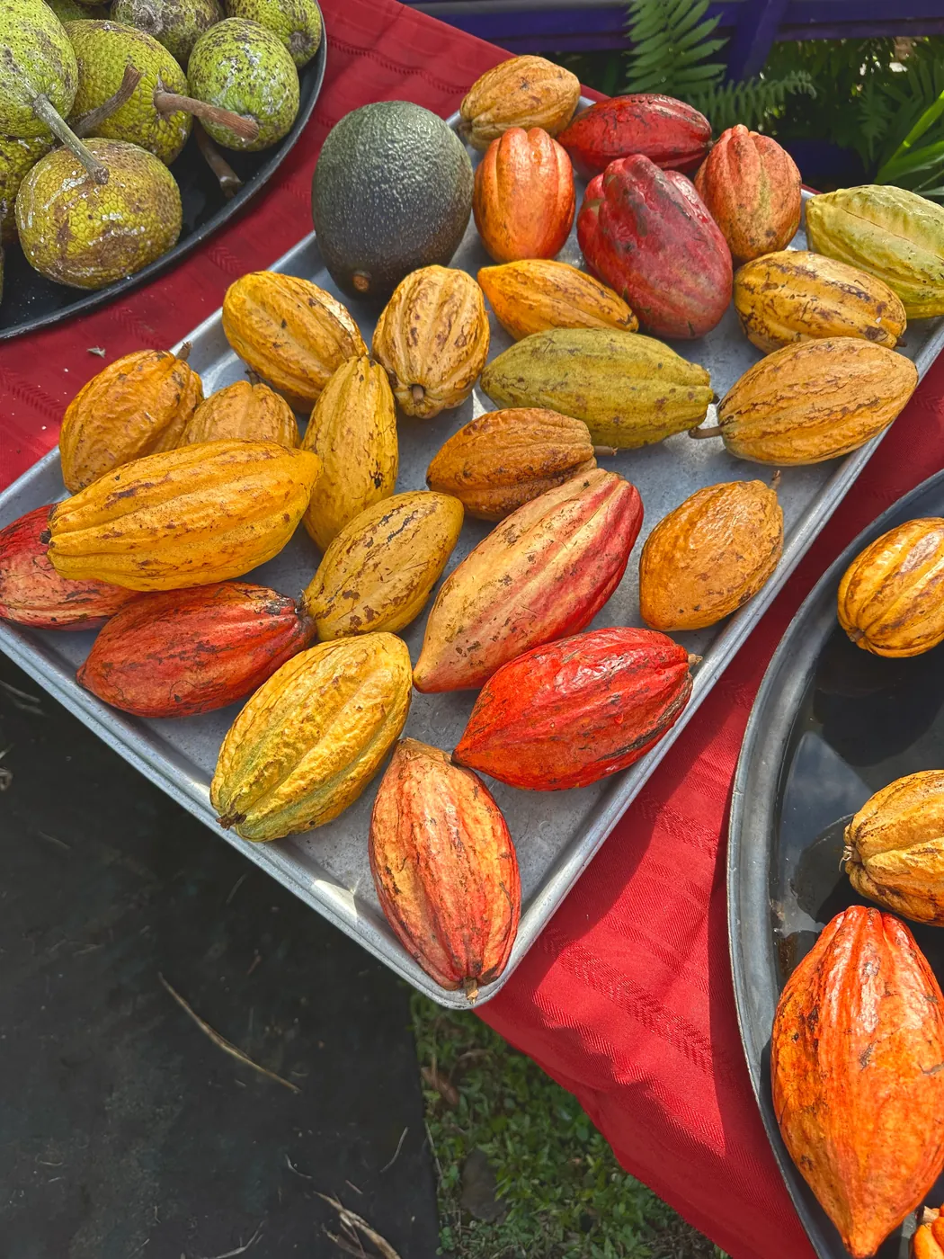 Ripe cacao pods in yellow, orange and red on a metal tray
