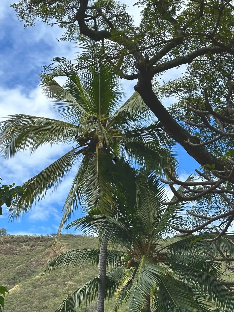A coconut palm framed by tree branches above Kealakekua Bay