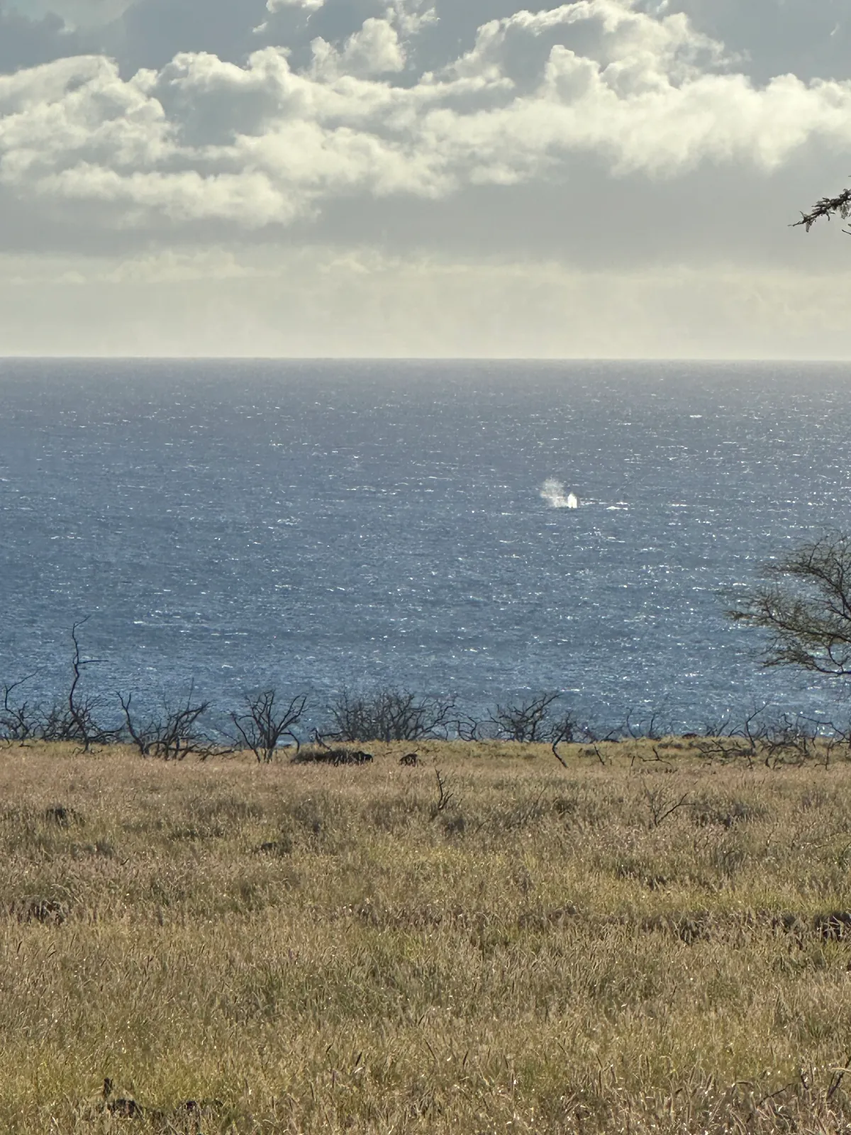A humpback whale blow on the sea off the north Kohala coast seen from grassland above