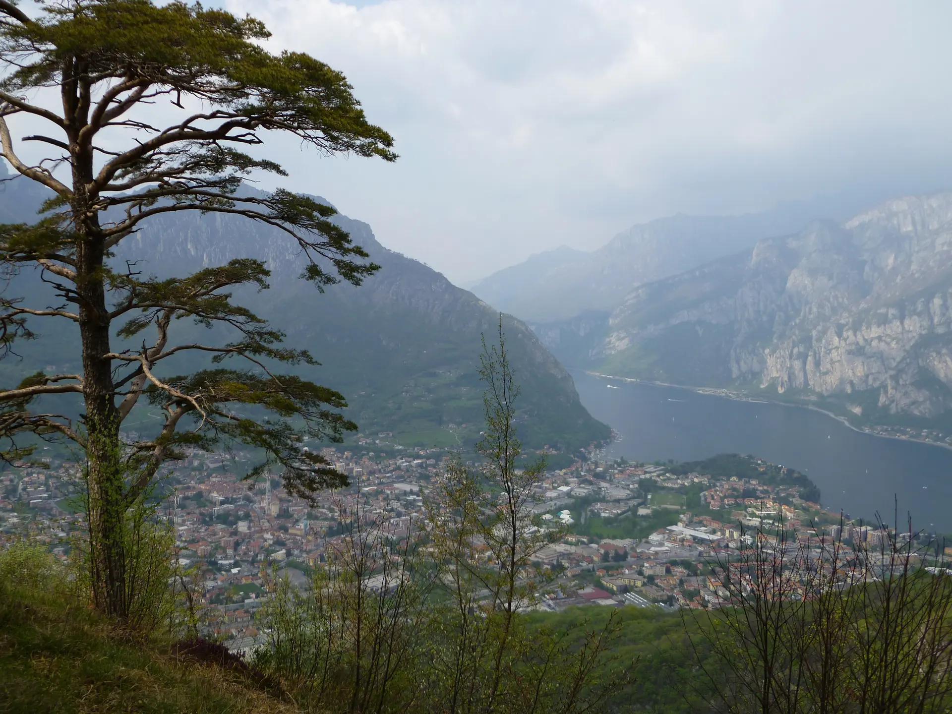 A windswept pine on the Monte Barro ridge above the Lecco arm of Lake Como.