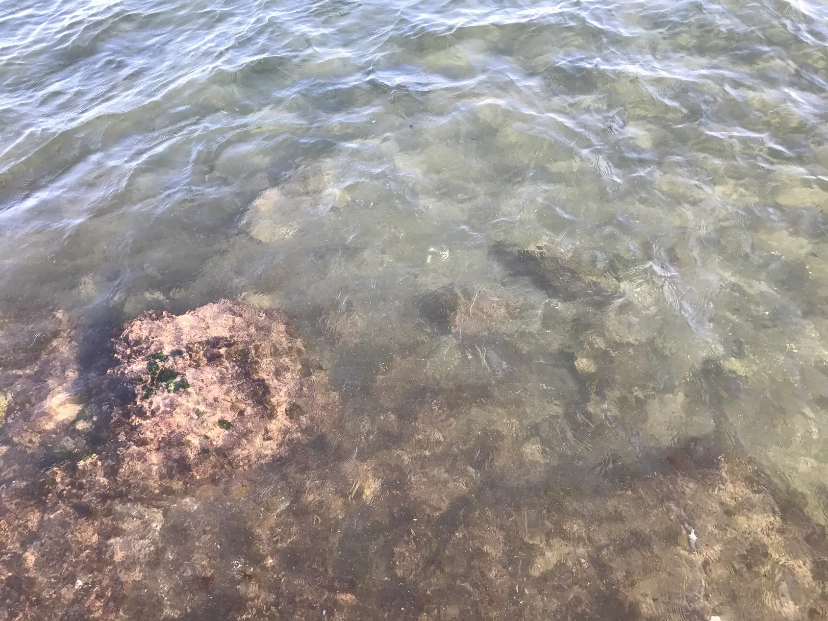 Clear shallow water over rock and weed at the edge of the Naples sea wall.