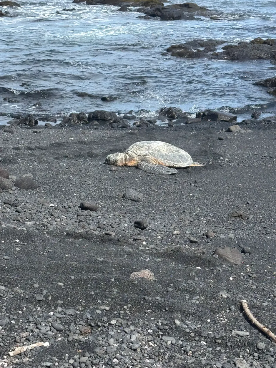 A green sea turtle resting on black volcanic sand at Punaluu